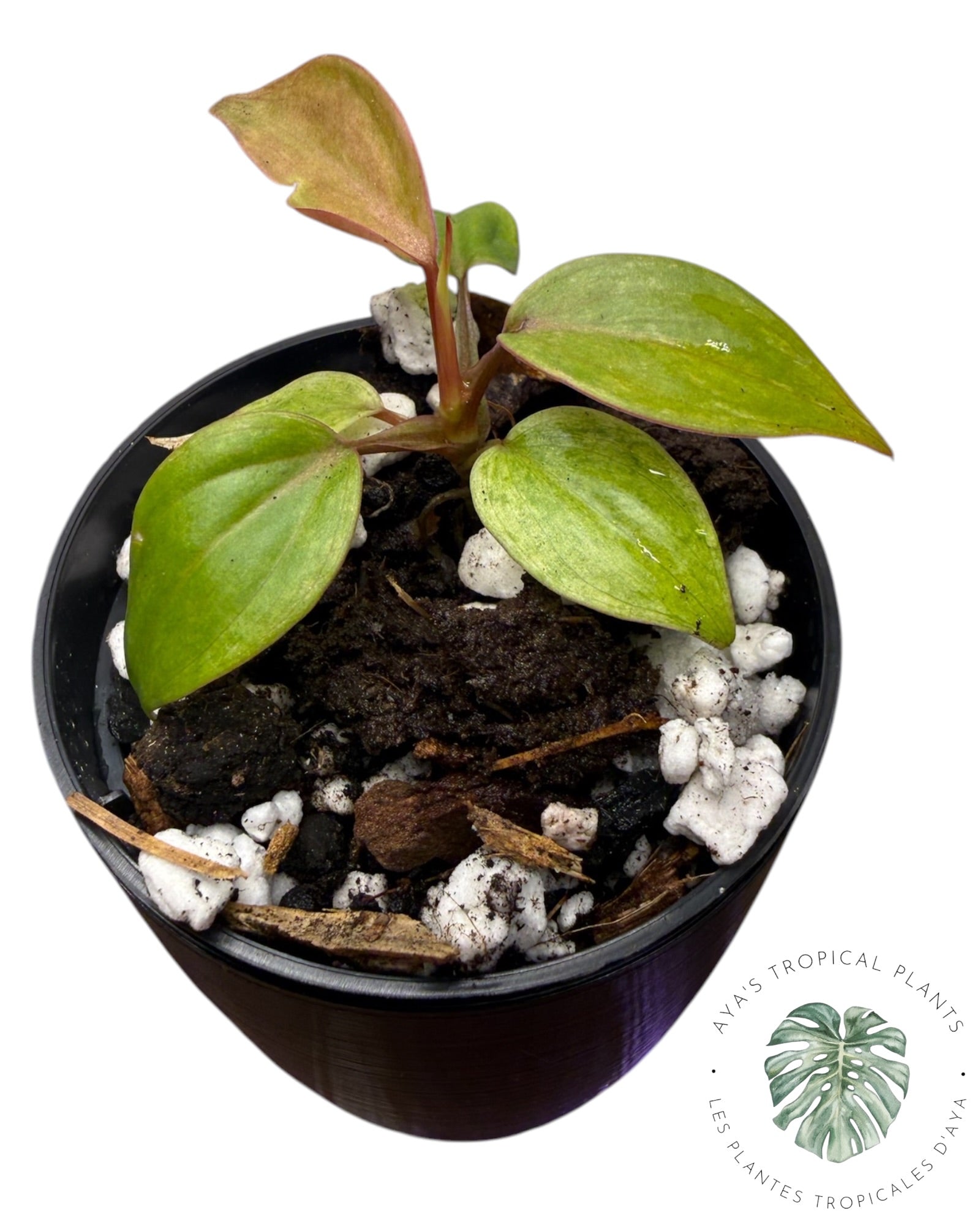 Philodendron Micans Panaché – Tons roses