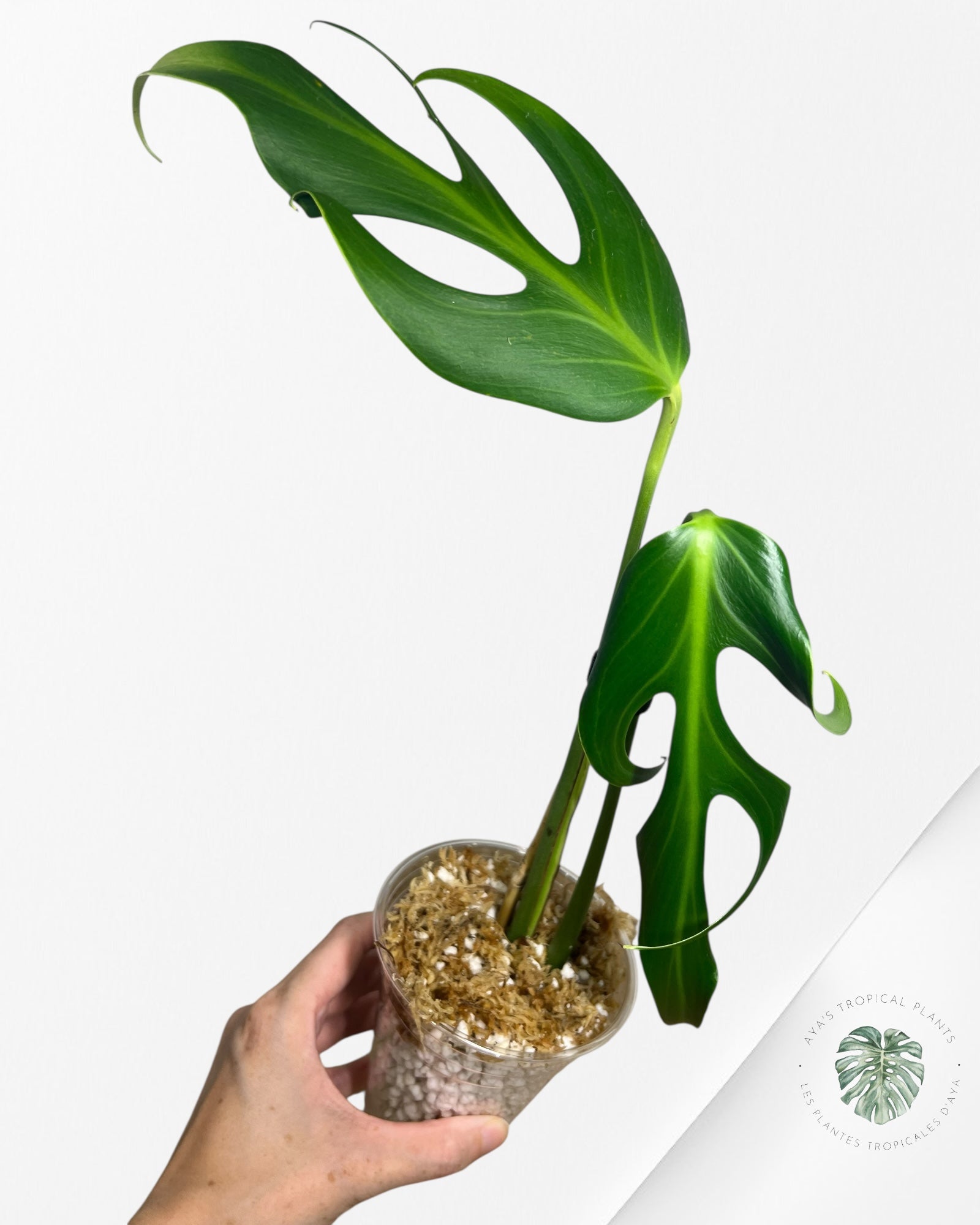 Monstera Burle Marx Flame - X