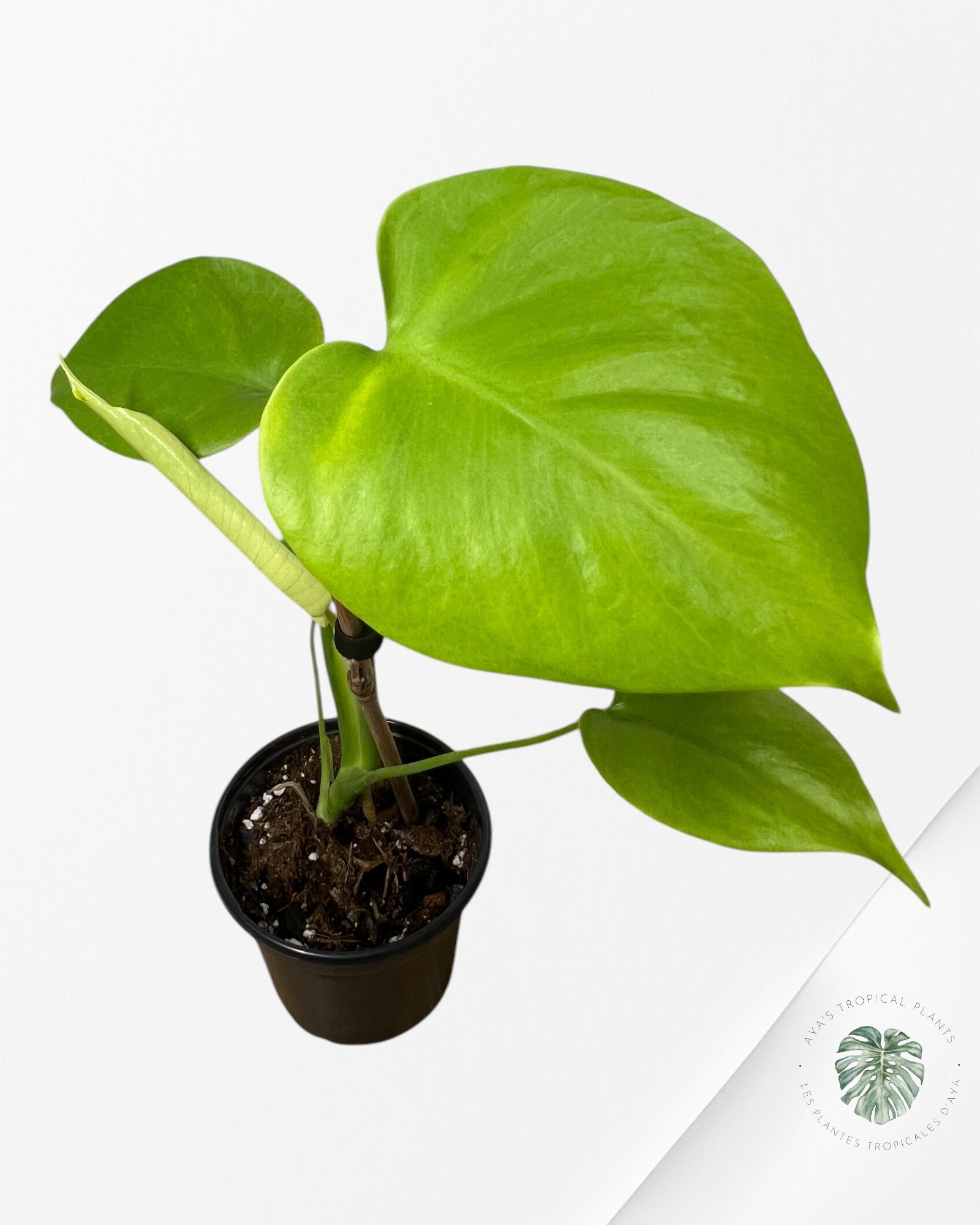 Monstera Deliciosa 'Lemon Lime' - BB