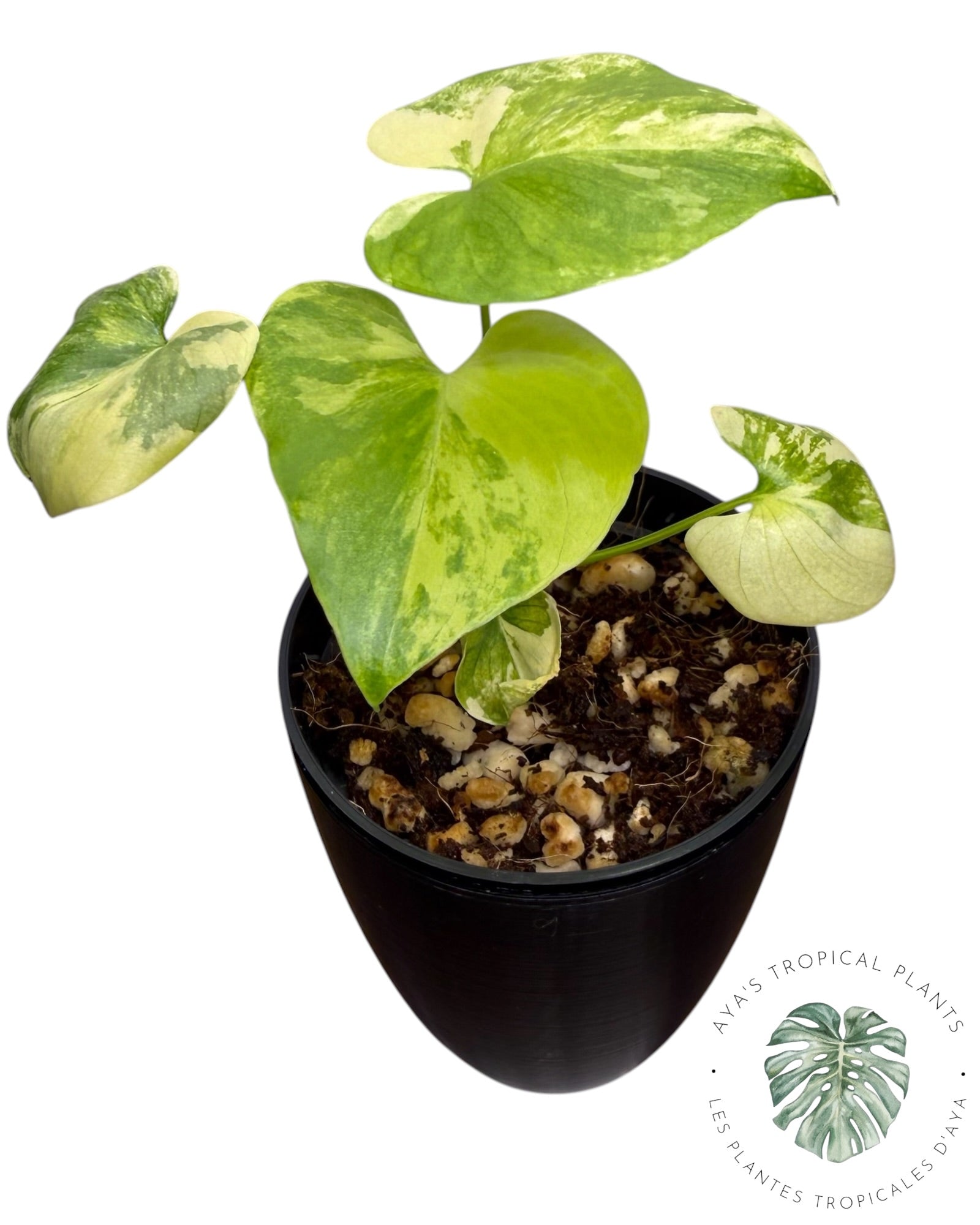 Philodendron Bipinnatifidum Variegated