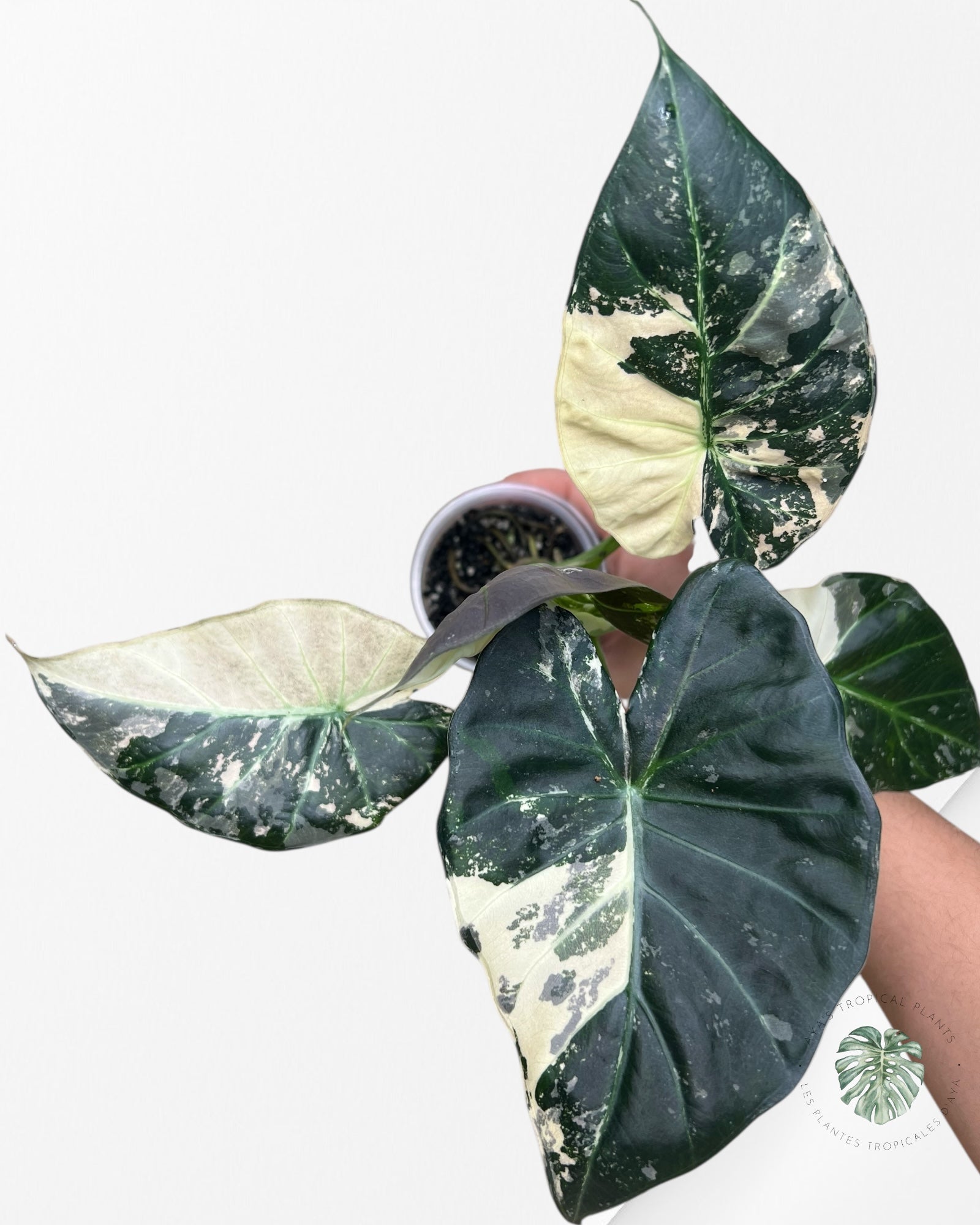 Alocasia Regal Shield Albo - 2
