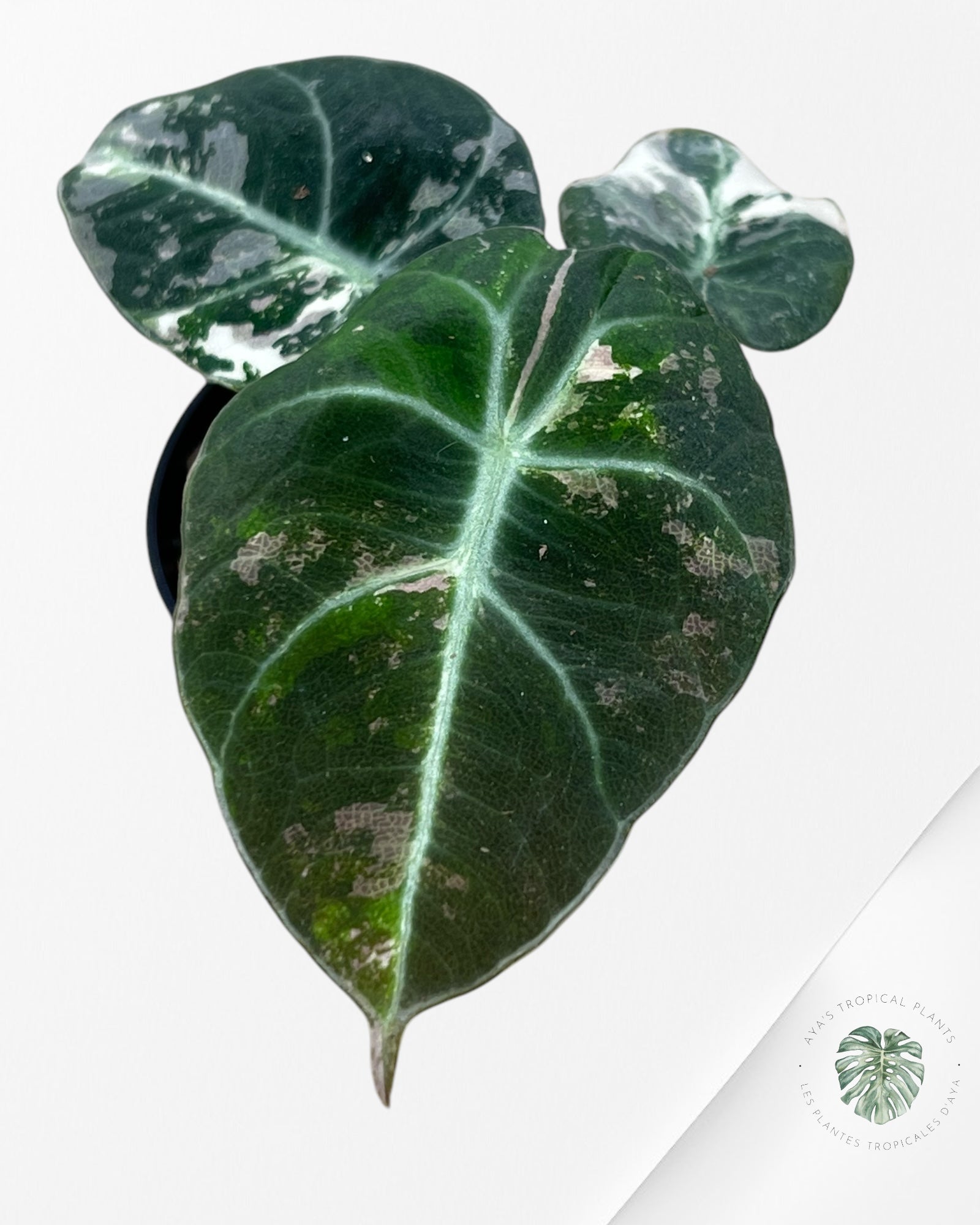 Alocasia Black Velvet Pink - P5