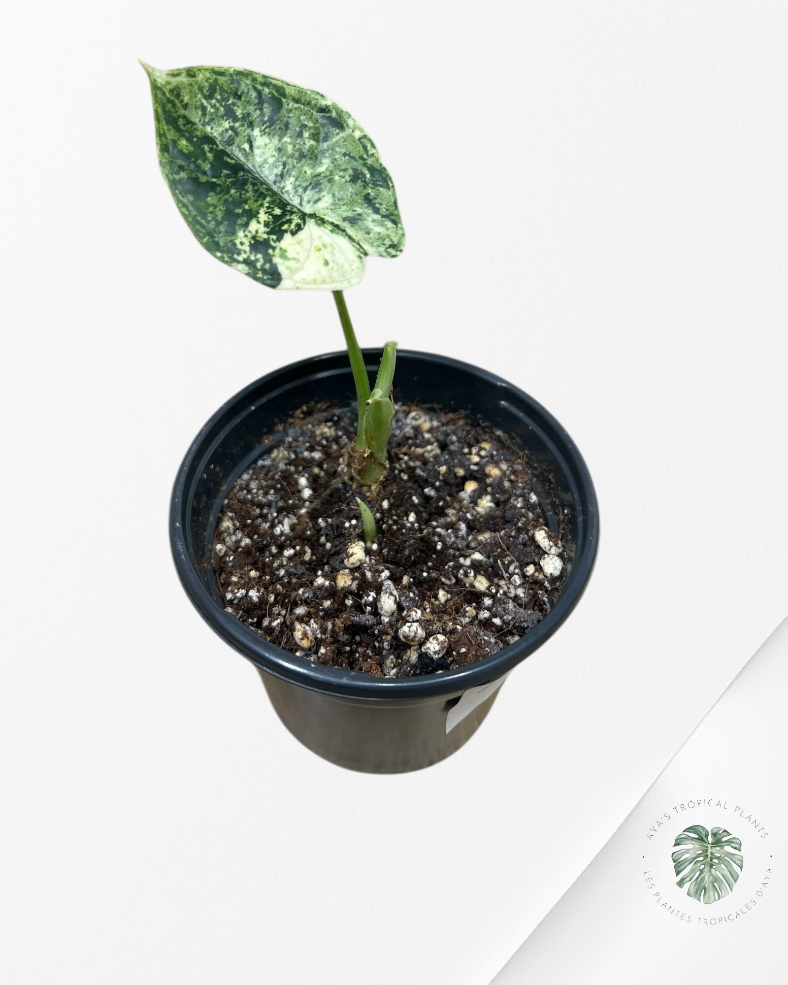 Alocasia Dragon Scale mint - PU82