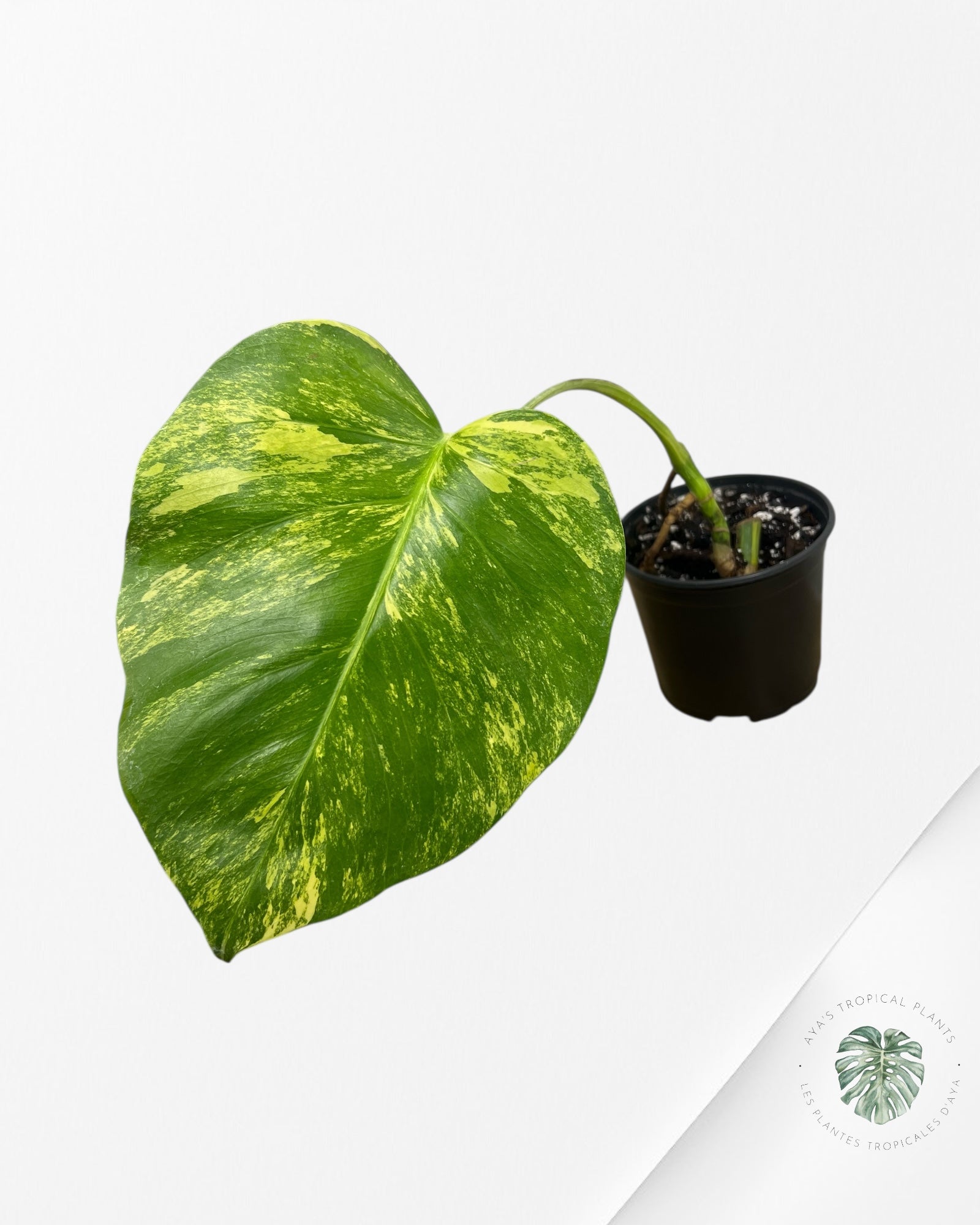 Monstera Aurea - CT2