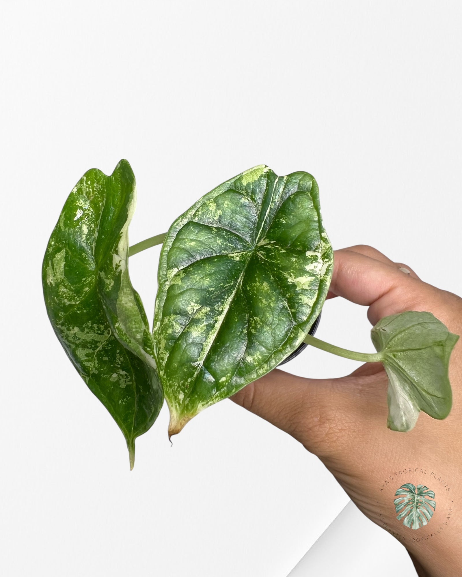 Alocasia Dragon Scale Variegated Albo ( Grade A) - TC101