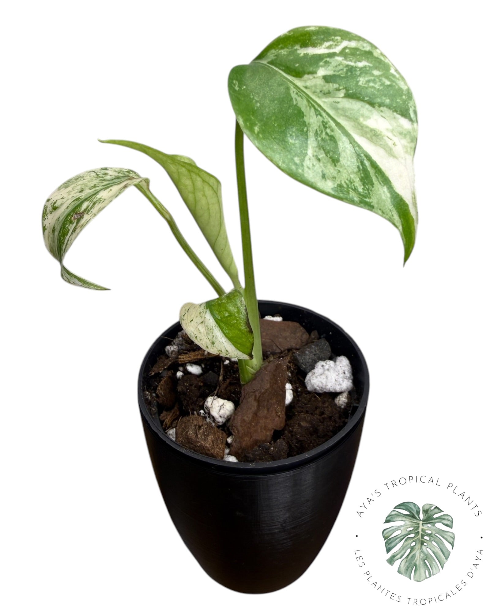 Monstera White Monster