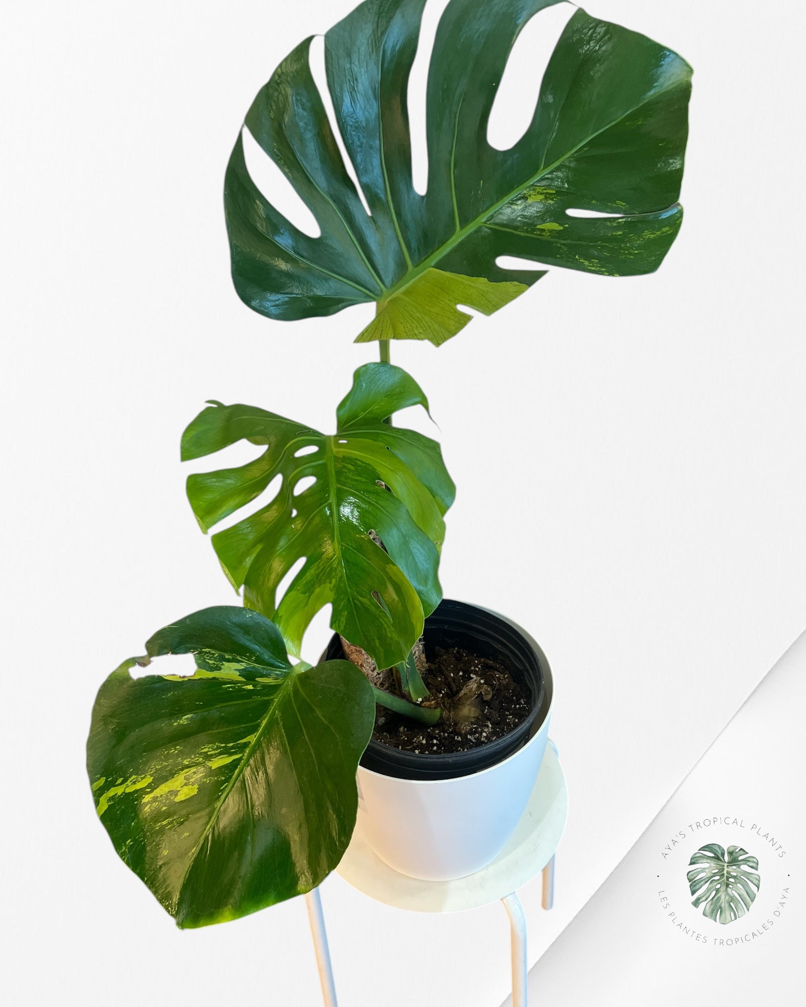 Monstera Deliciosa Lemon Mint -MLMV1