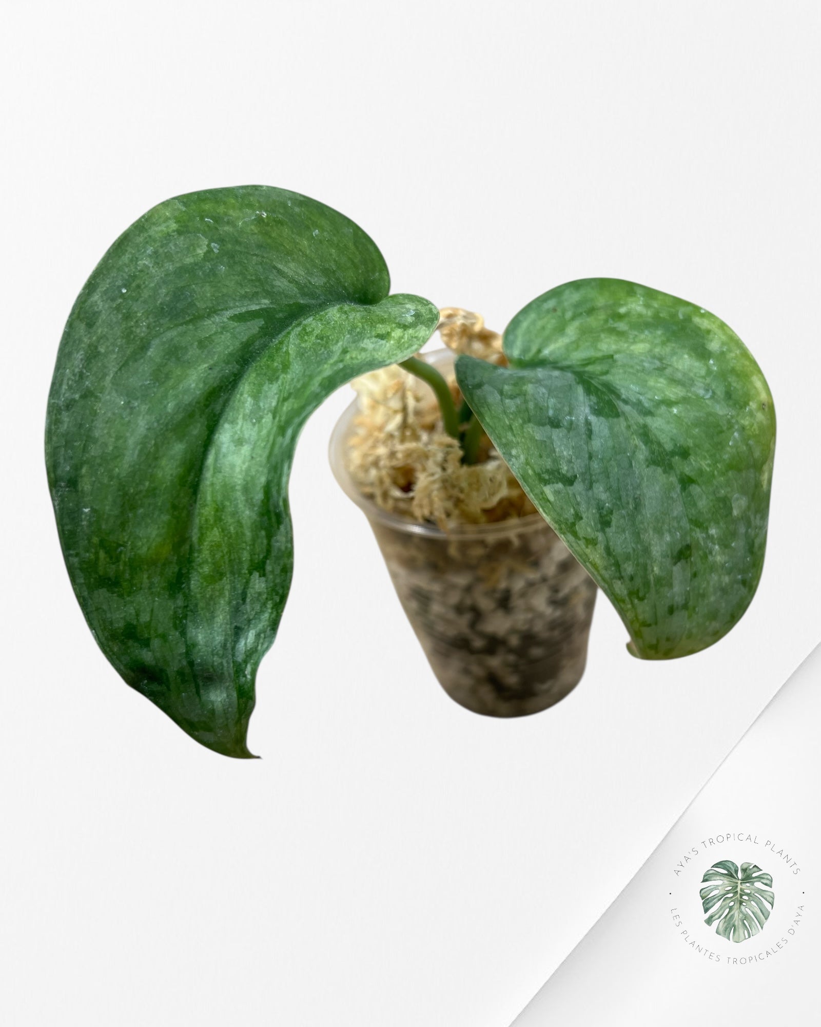 Scindapsus Nirmala - N2