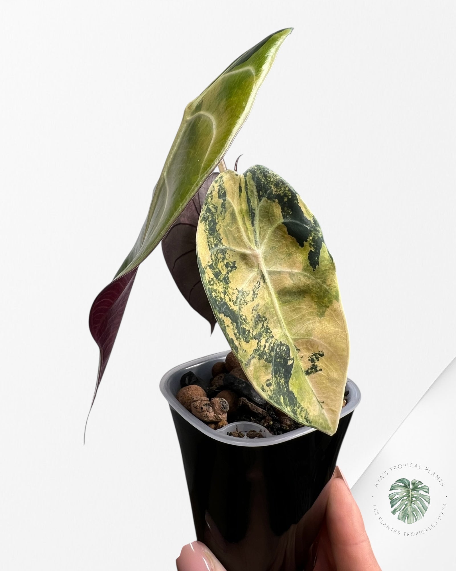 Alocasia Sedenii Aurea Variegated