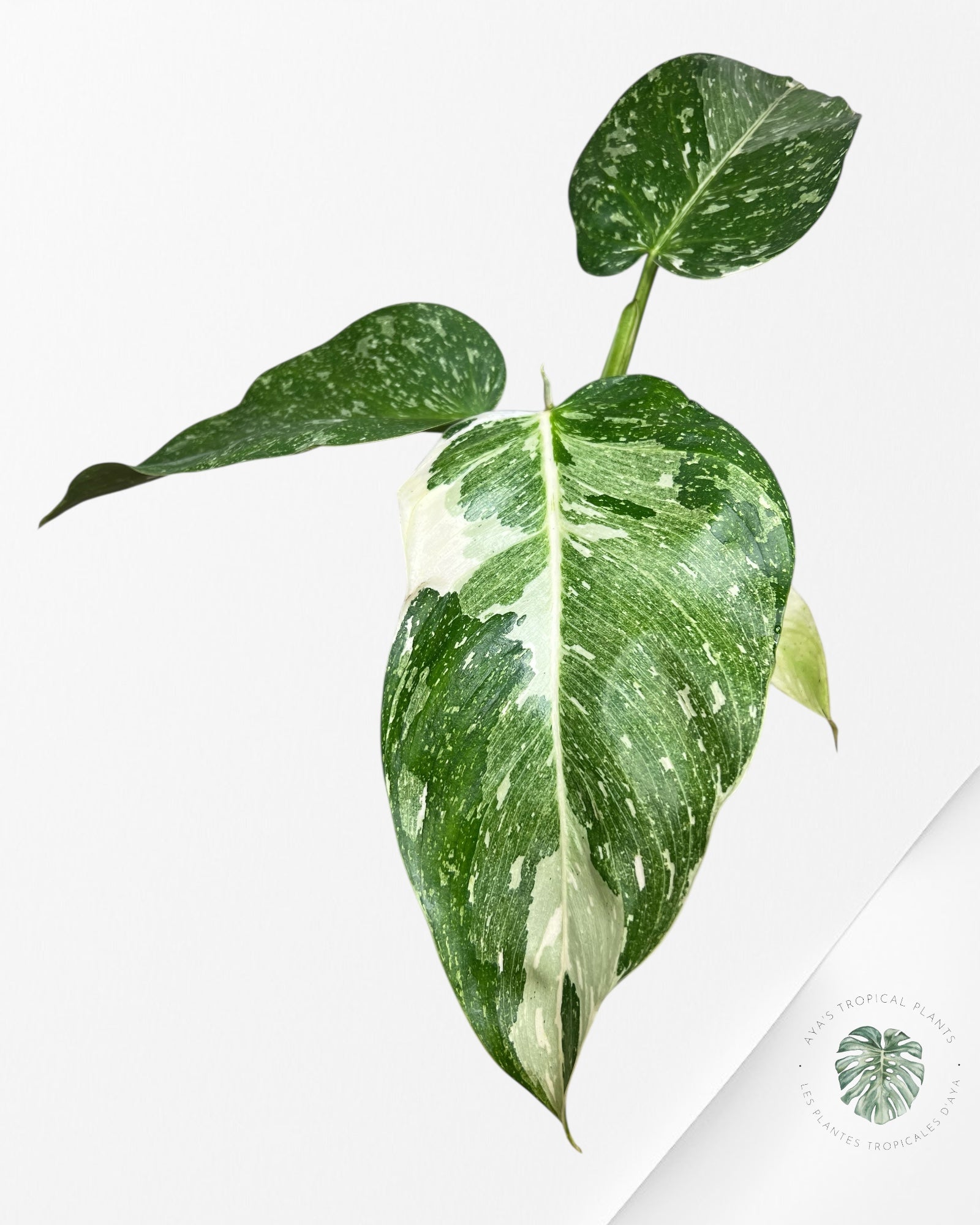 Philodendron José Buono - 103