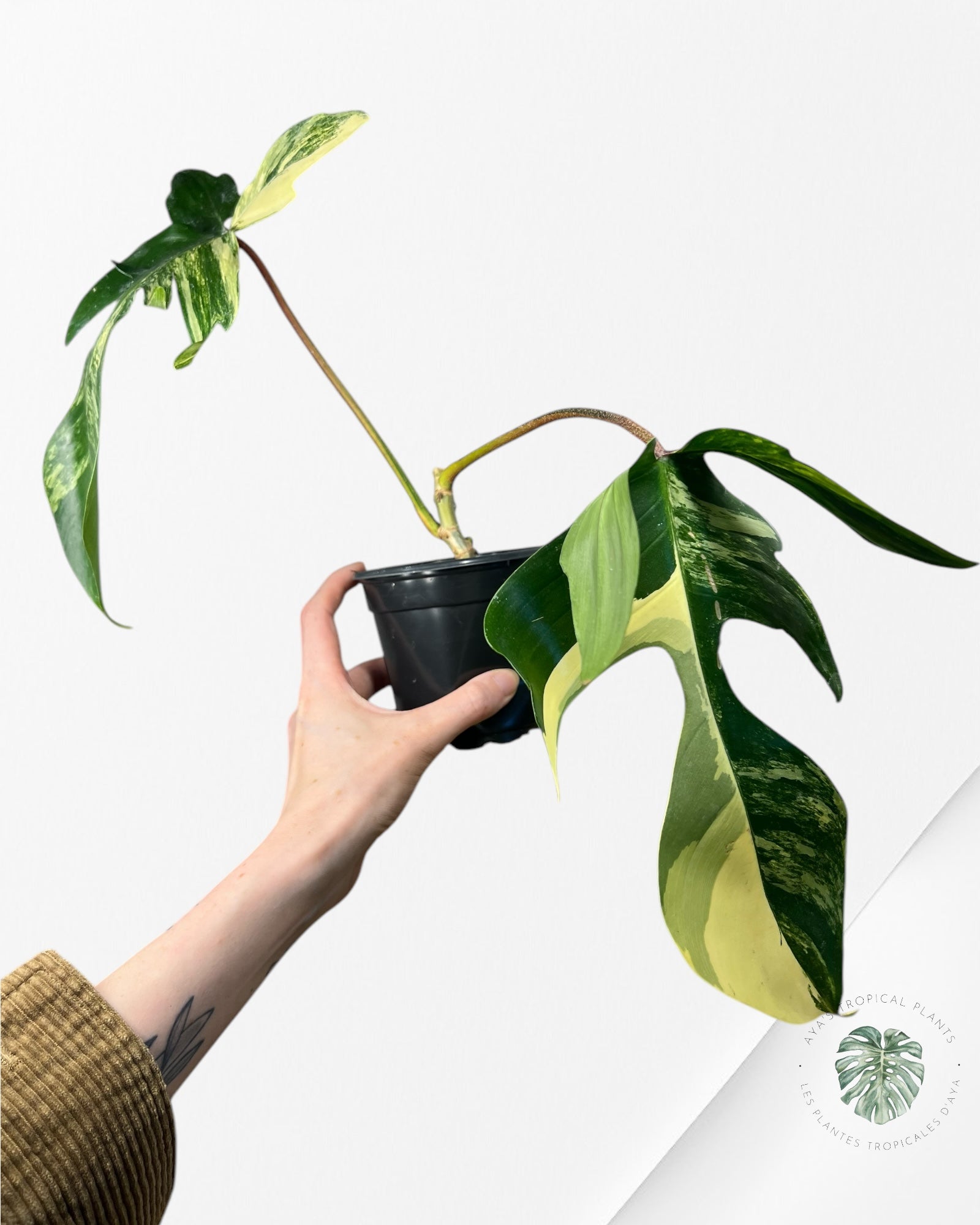 Philodendron Florida Beauty - ME2