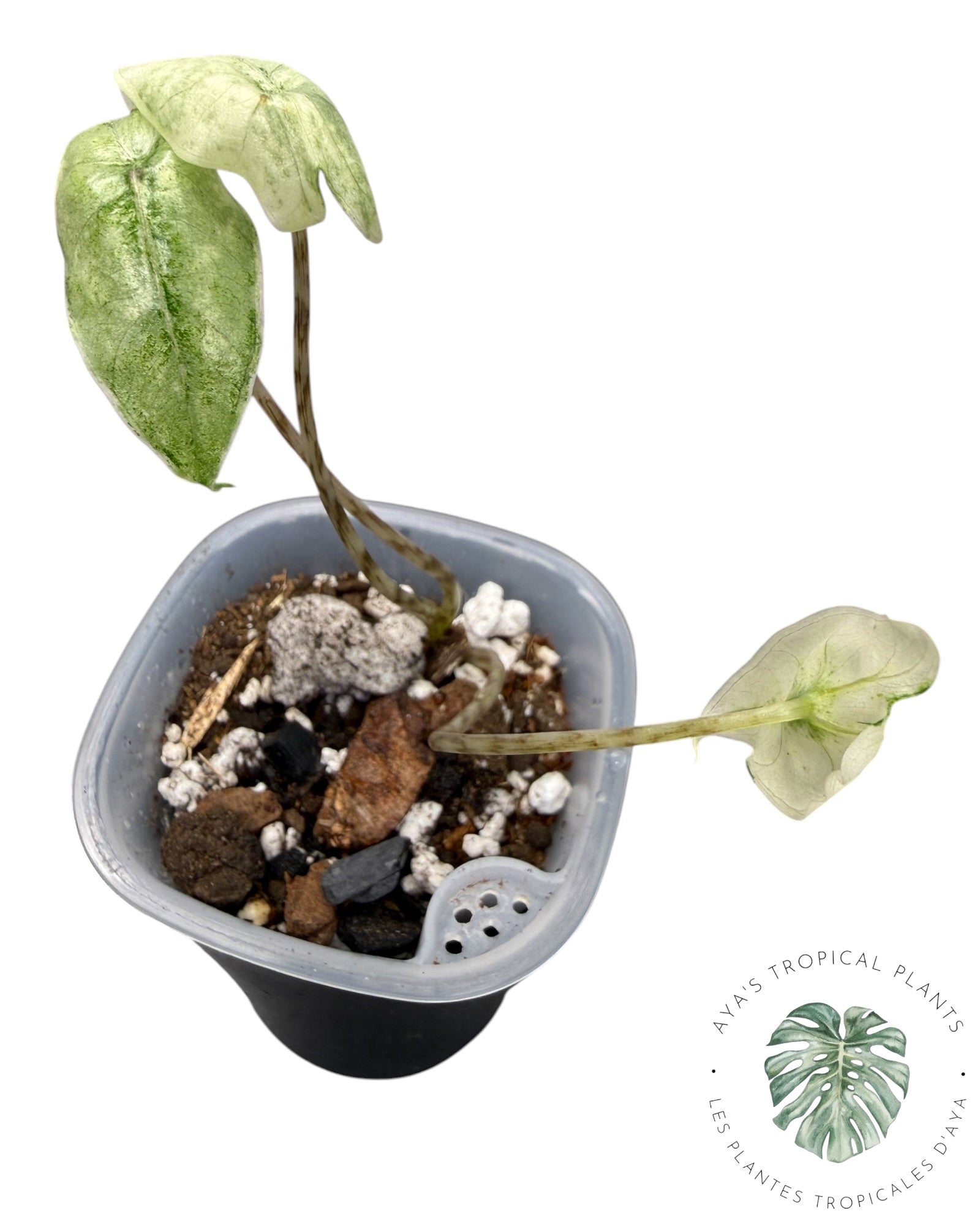 Alocasia Zebrina Mint
