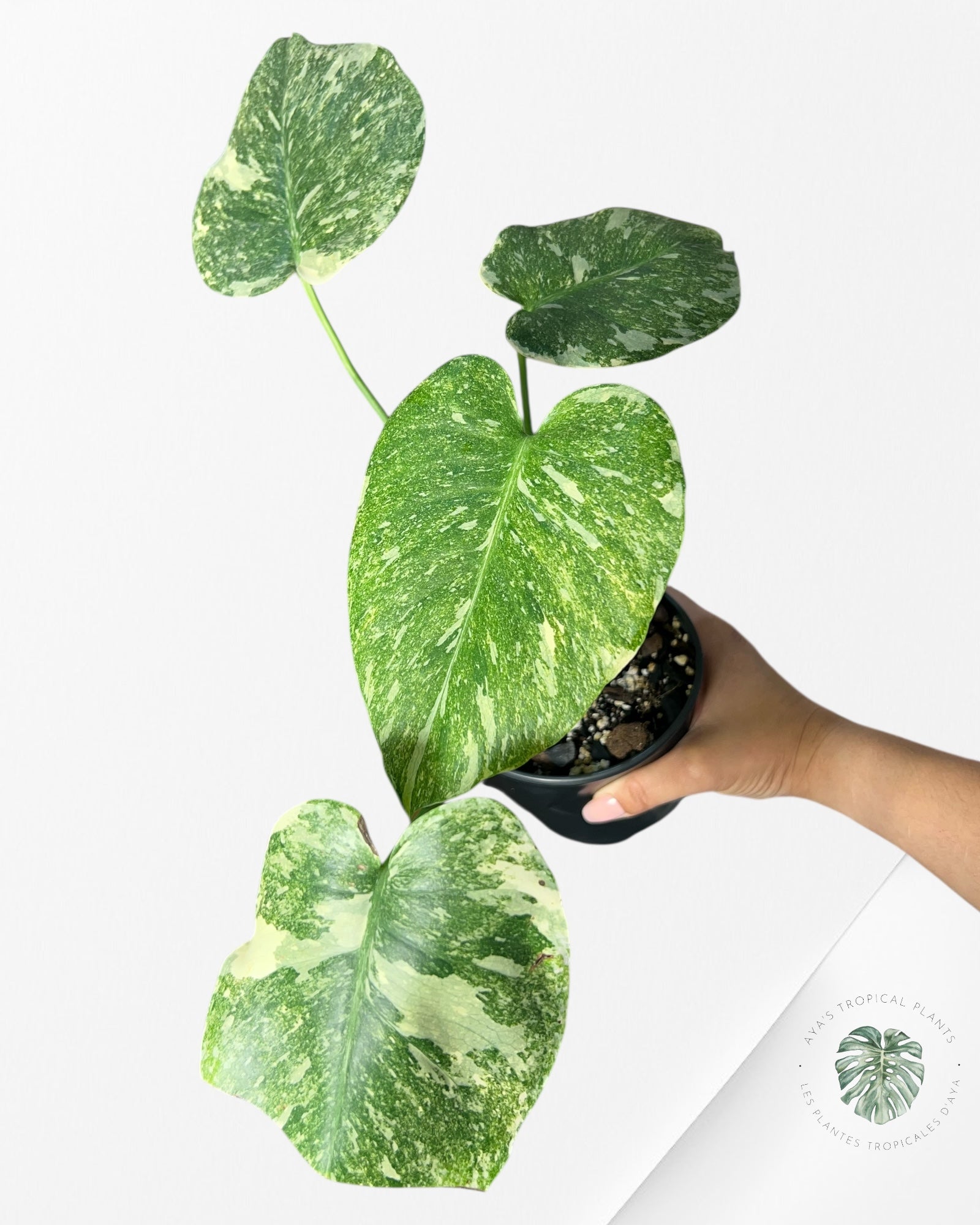 Monstera Legacy - 02