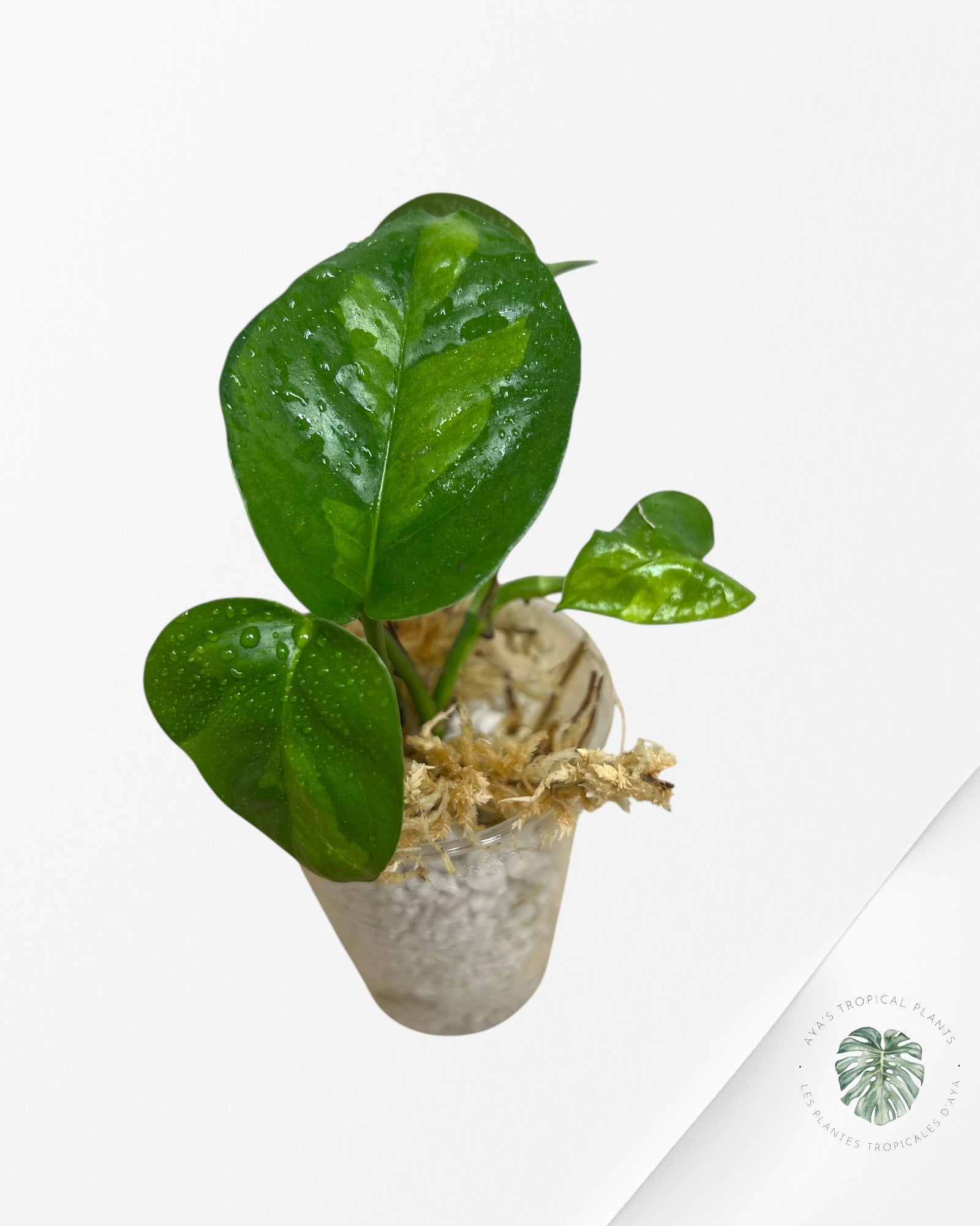 Pothos Global Green PGG01