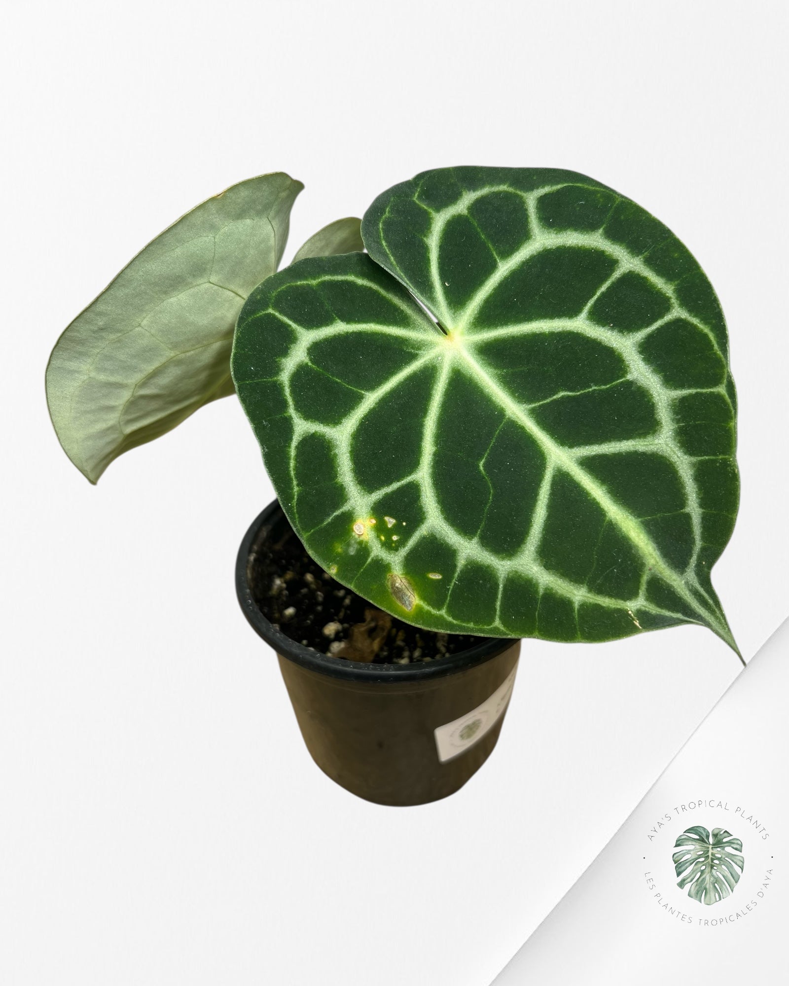 Anthurium Clarinervium KING - 92