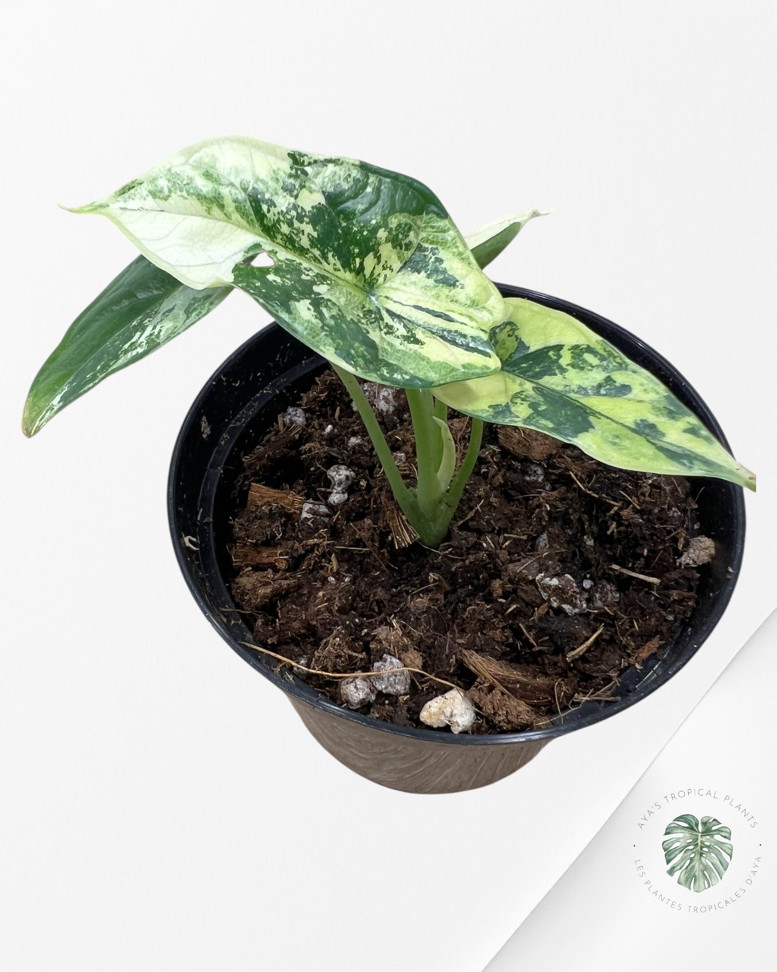 Alocasia baginda ' Dragon Scale’ variegated - F2