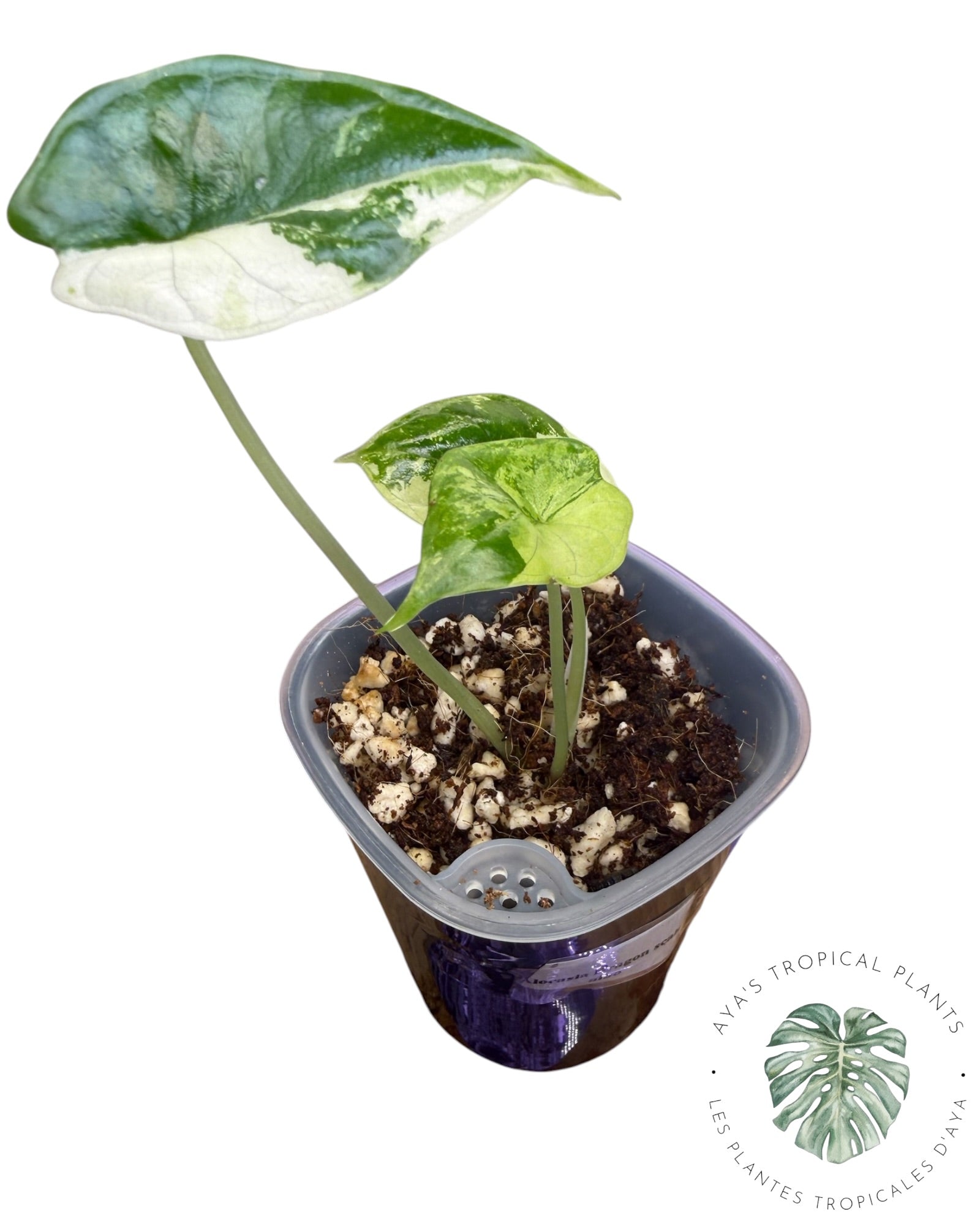 Alocasia Dragon Scale Albo