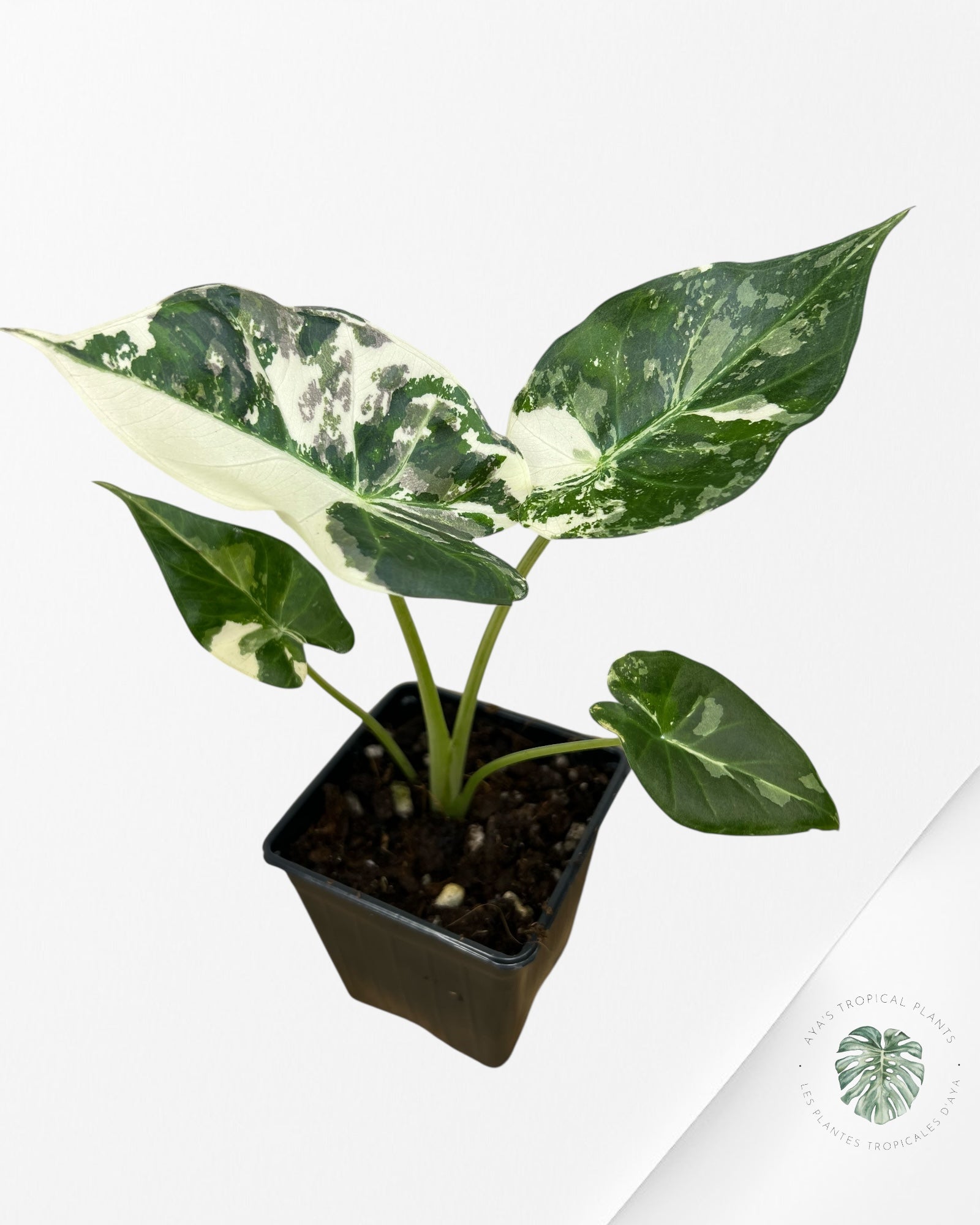 Alocasia 'Regale Shield' (albo) panaché