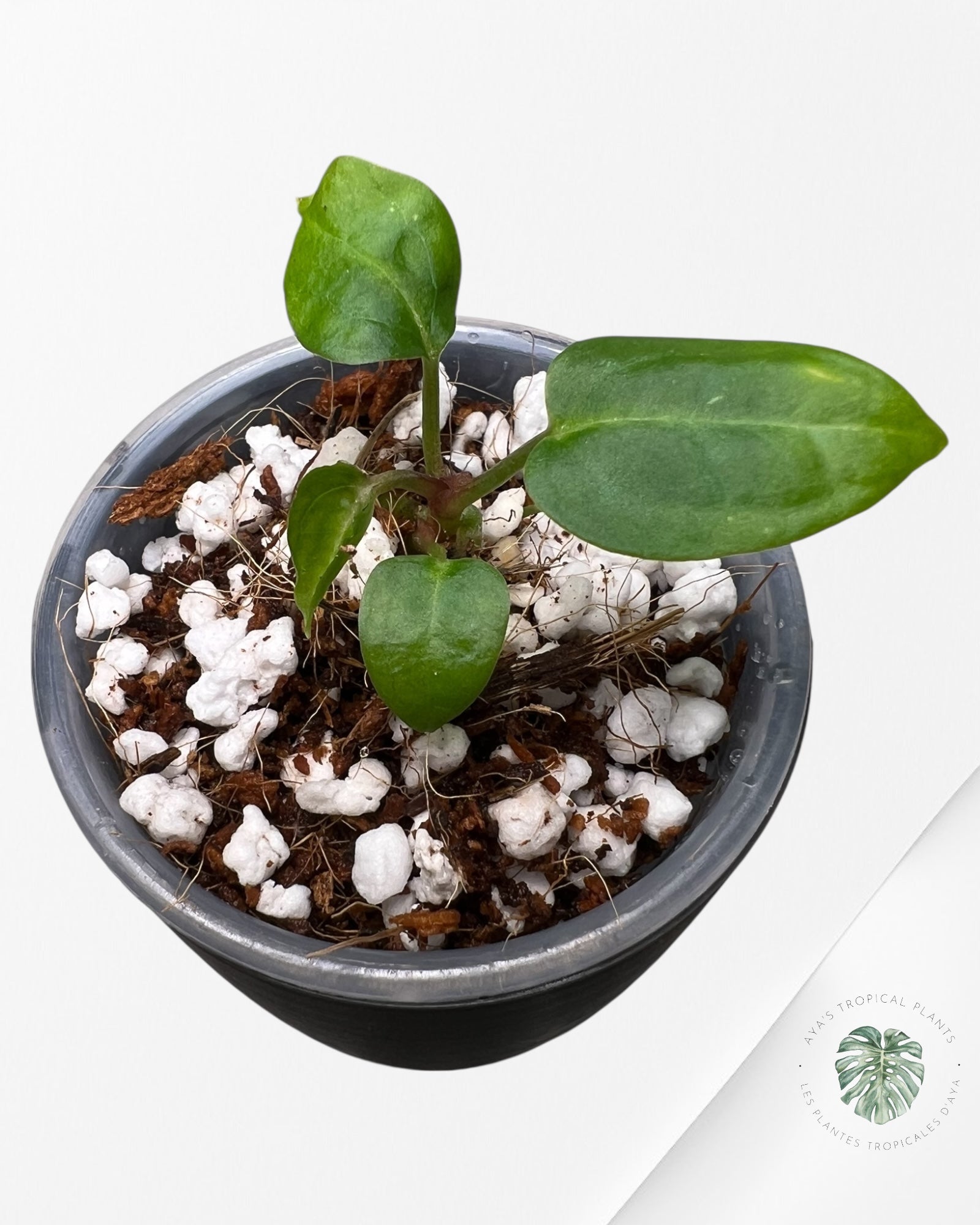 Anthurium Purple Crystallinum