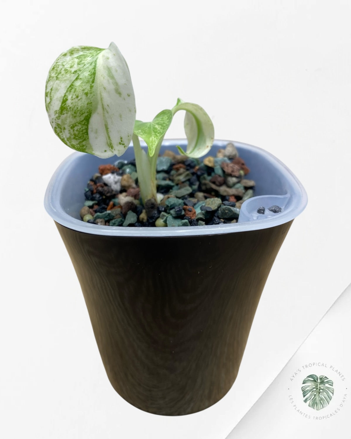 Monstera ‘White Mint’