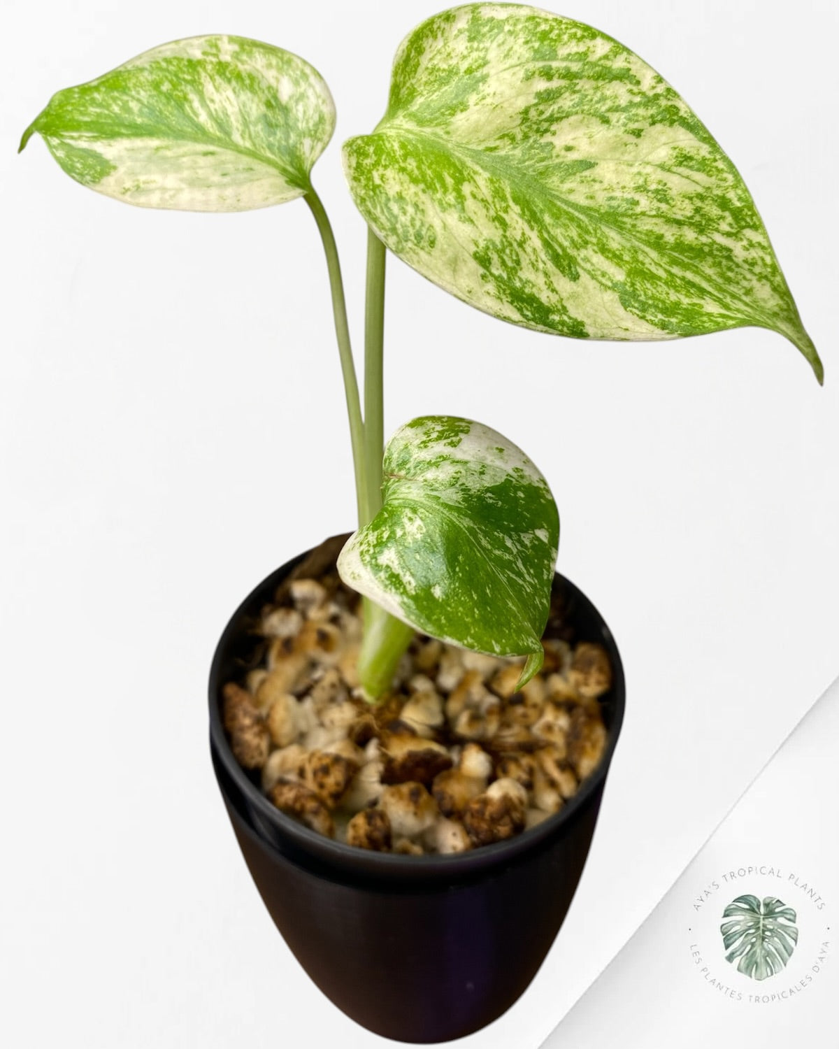 Monstera Deliciosa “Starlight”