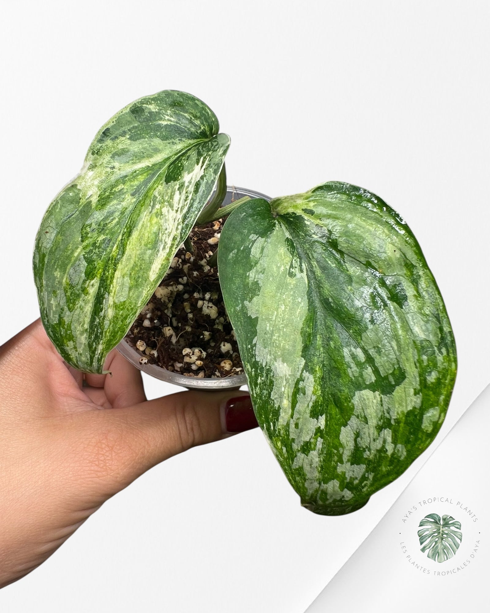 Scindapsus Exotica Tricolore - SET1