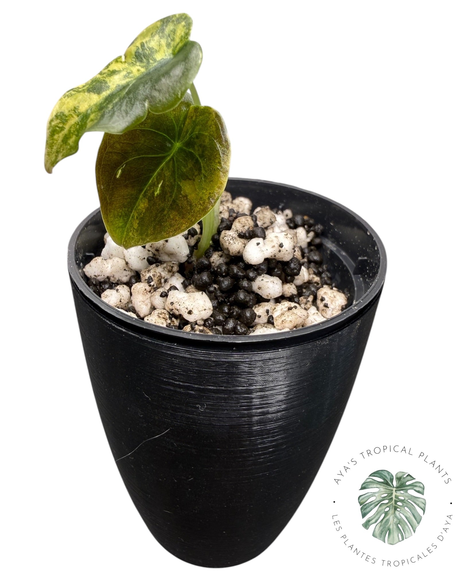 Alocasia Cuprea Golden Latte