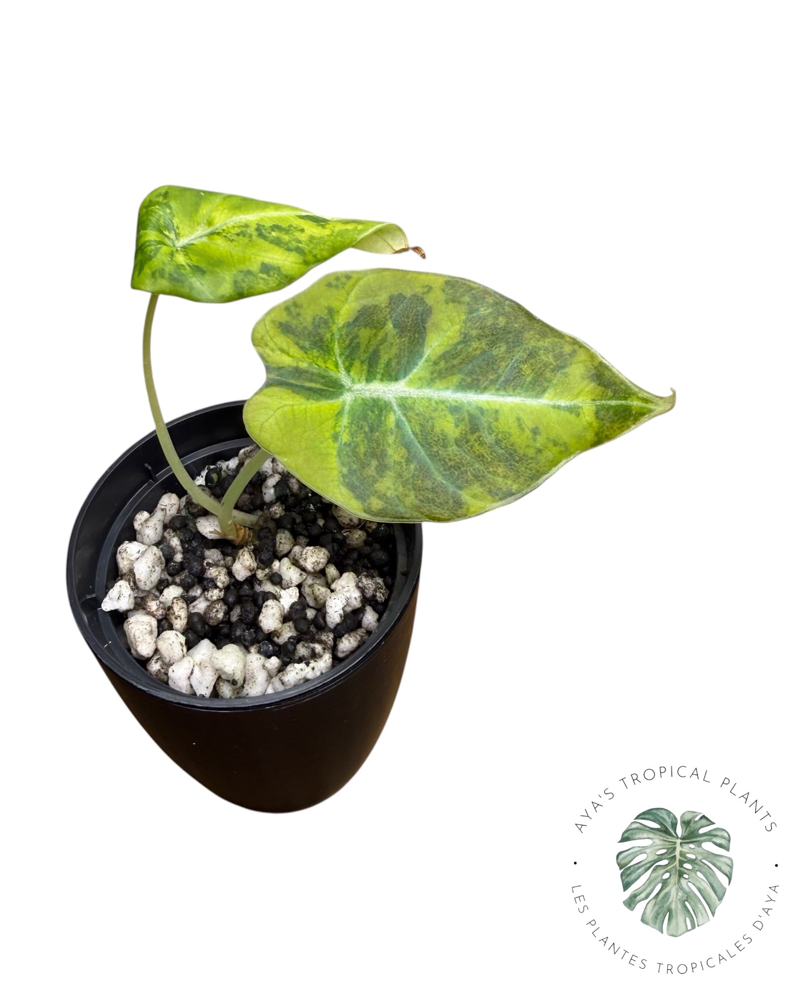 Alocasia Black Velvet Gold / Aurea Variegated