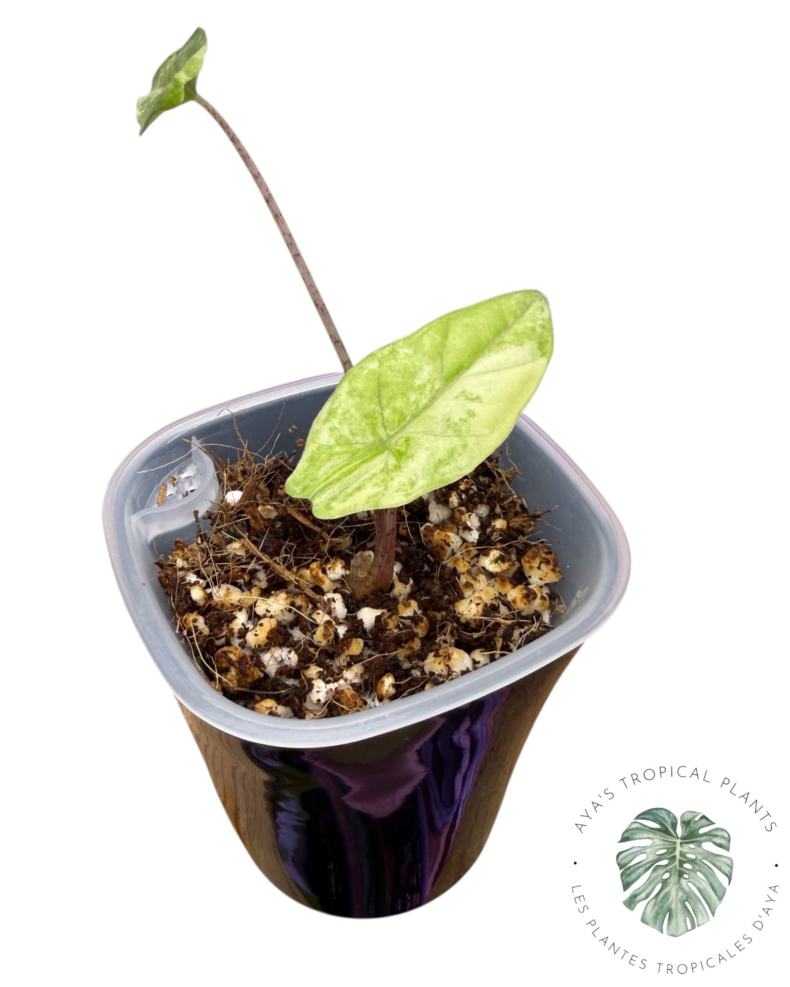 Alocasia Heterophylla Metallic Blue Aurea Variegated