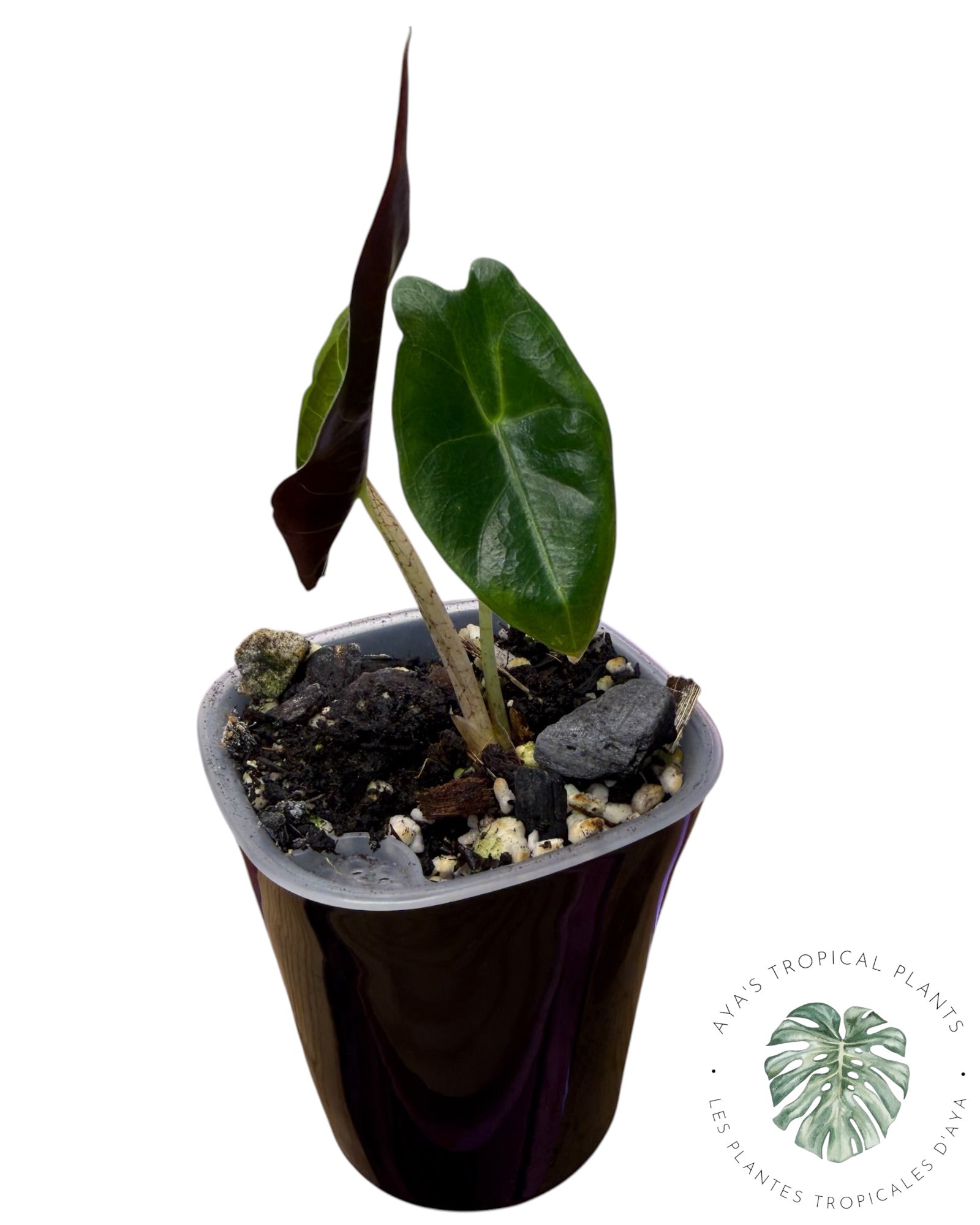 Alocasia Longiloba Purple
