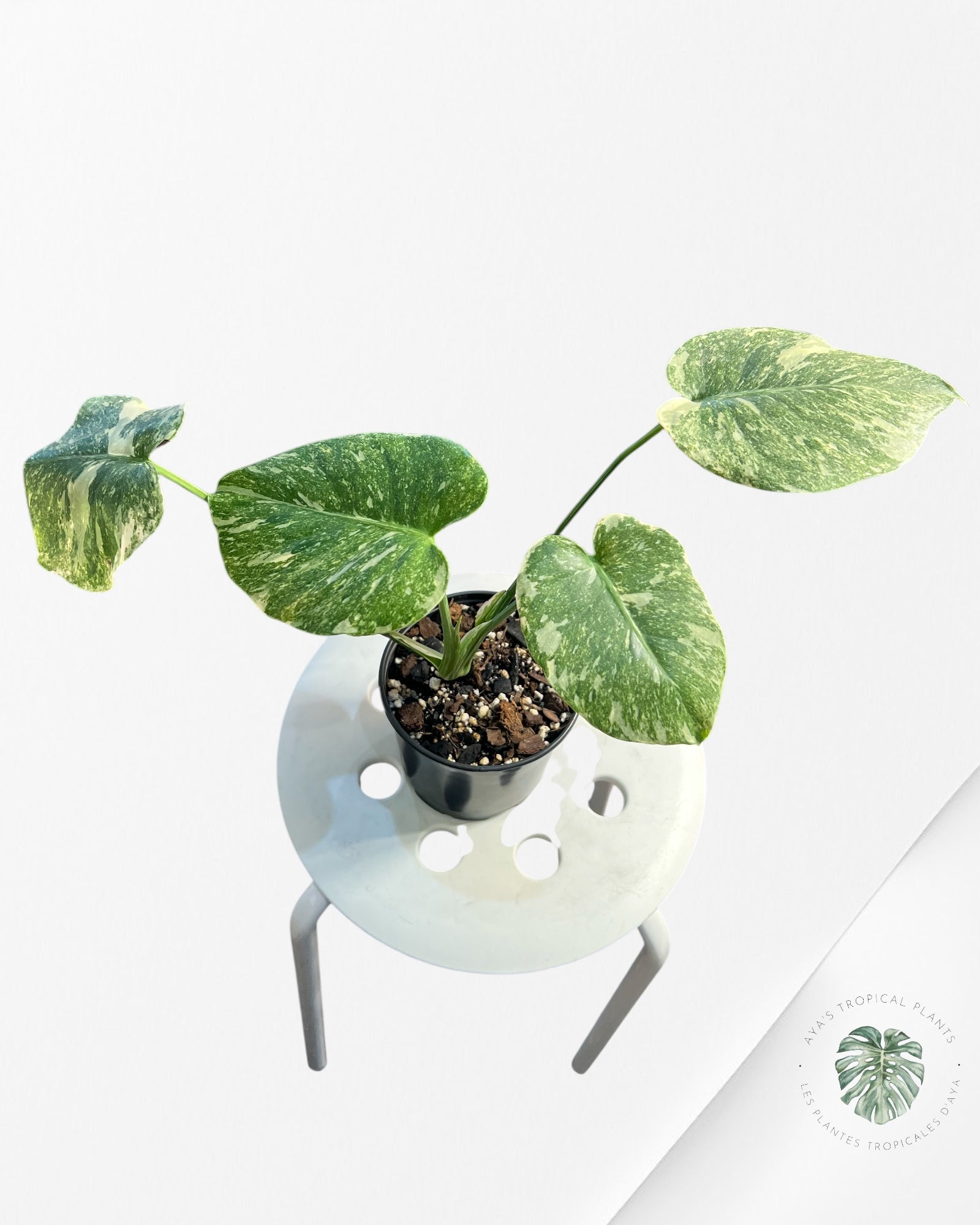 Monstera Legacy - 02