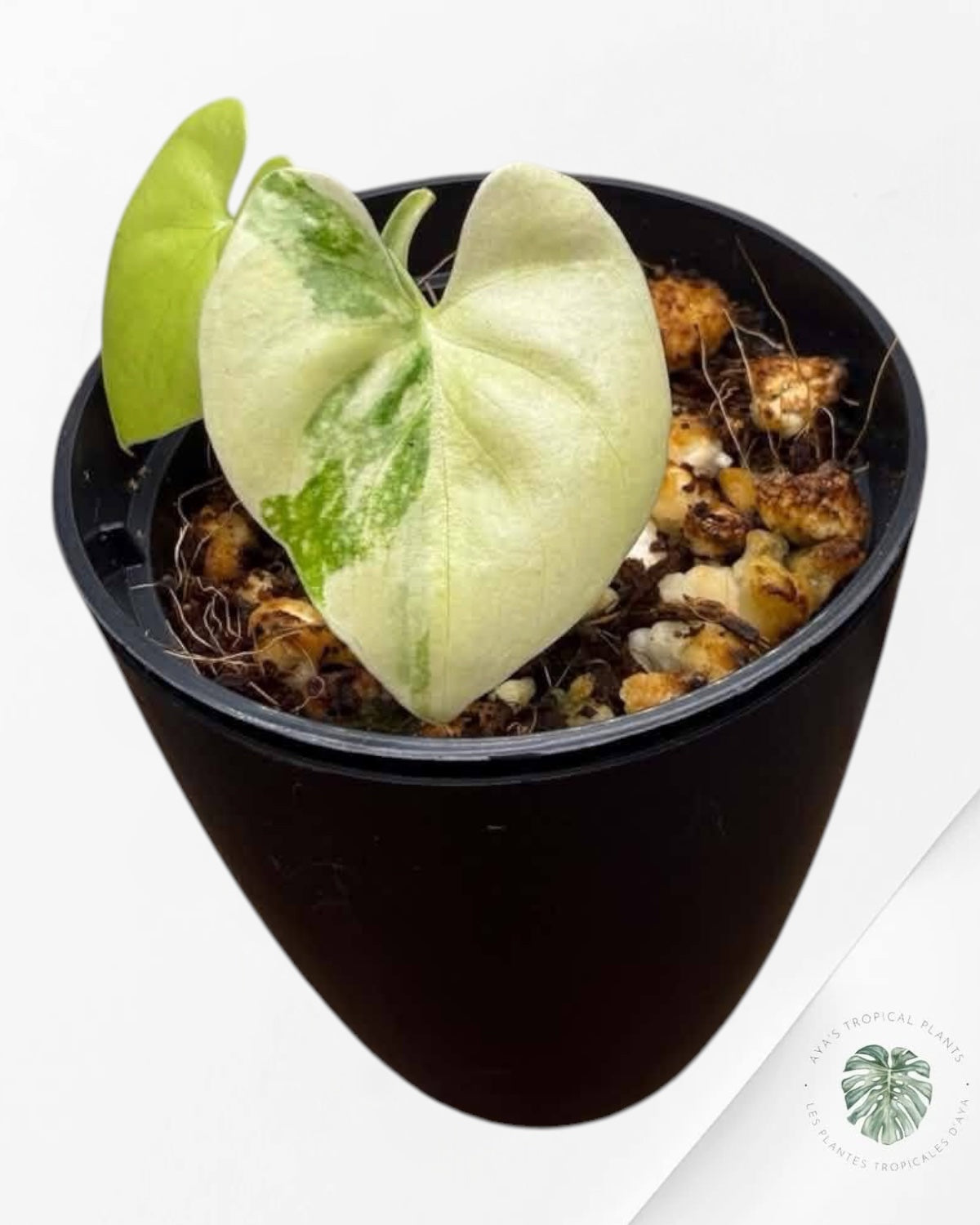 Philodendron Bipinnatifidum Panaché