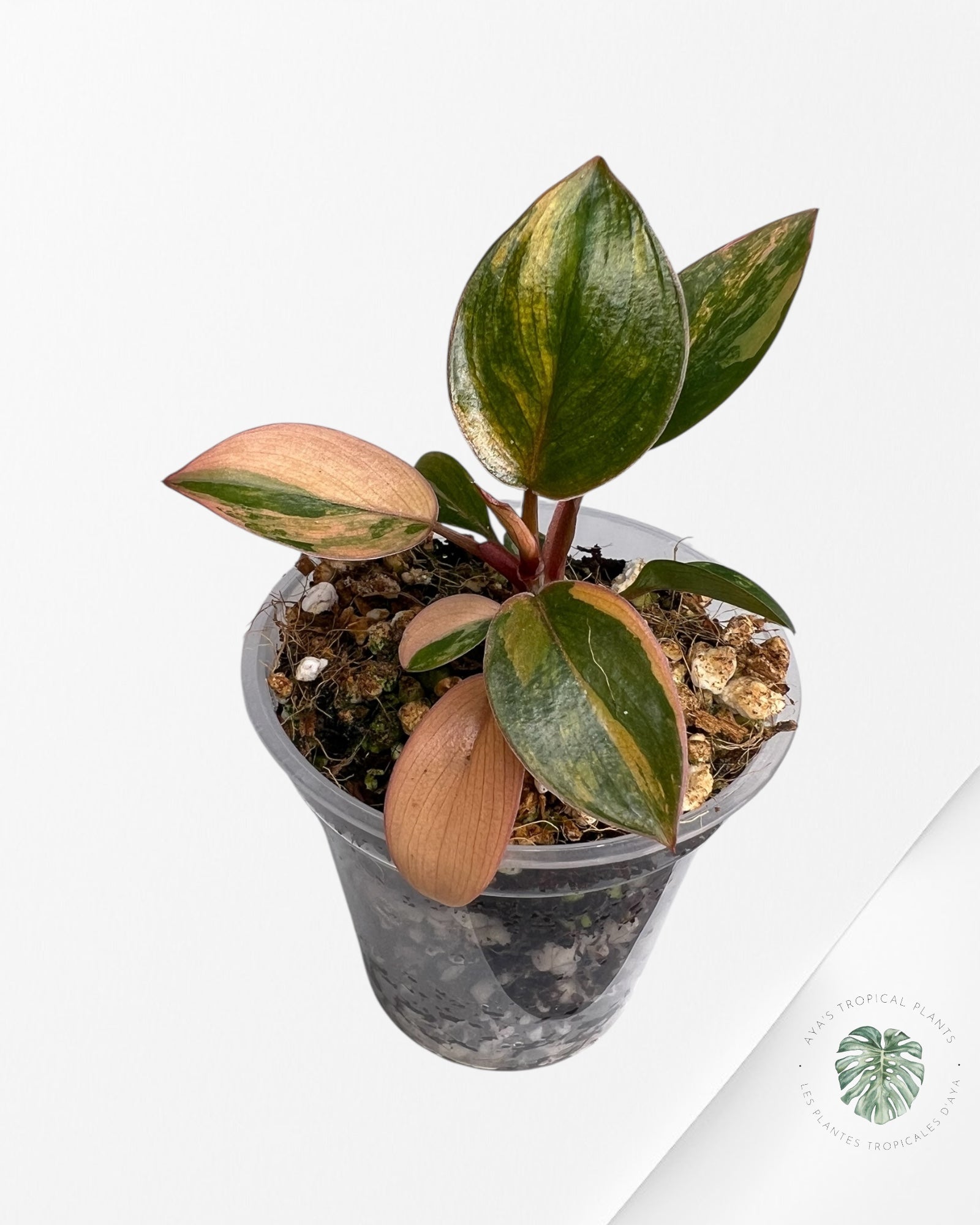 Philodendron Red Congo Variegated