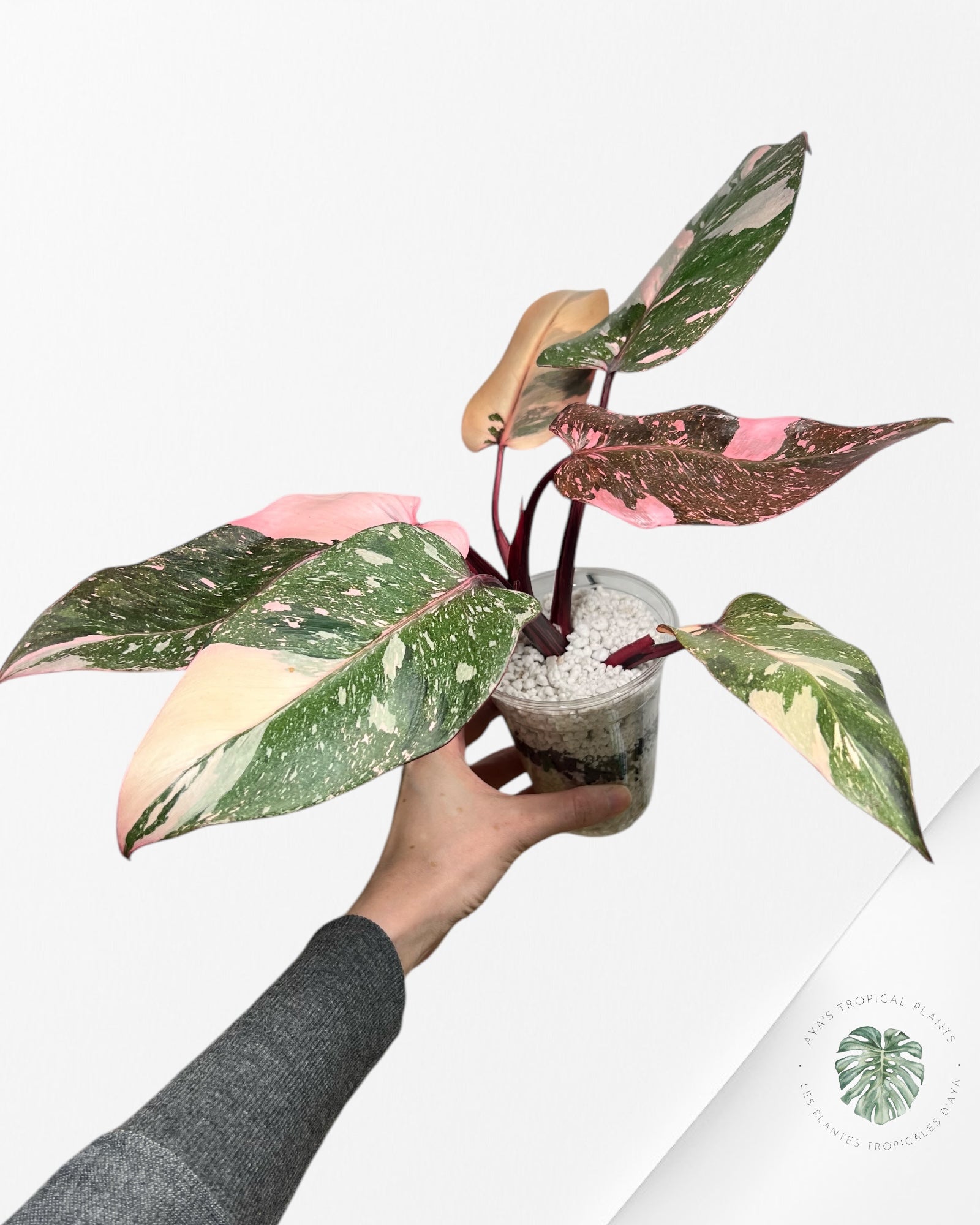 Philodendron Pink Galaxy - P1