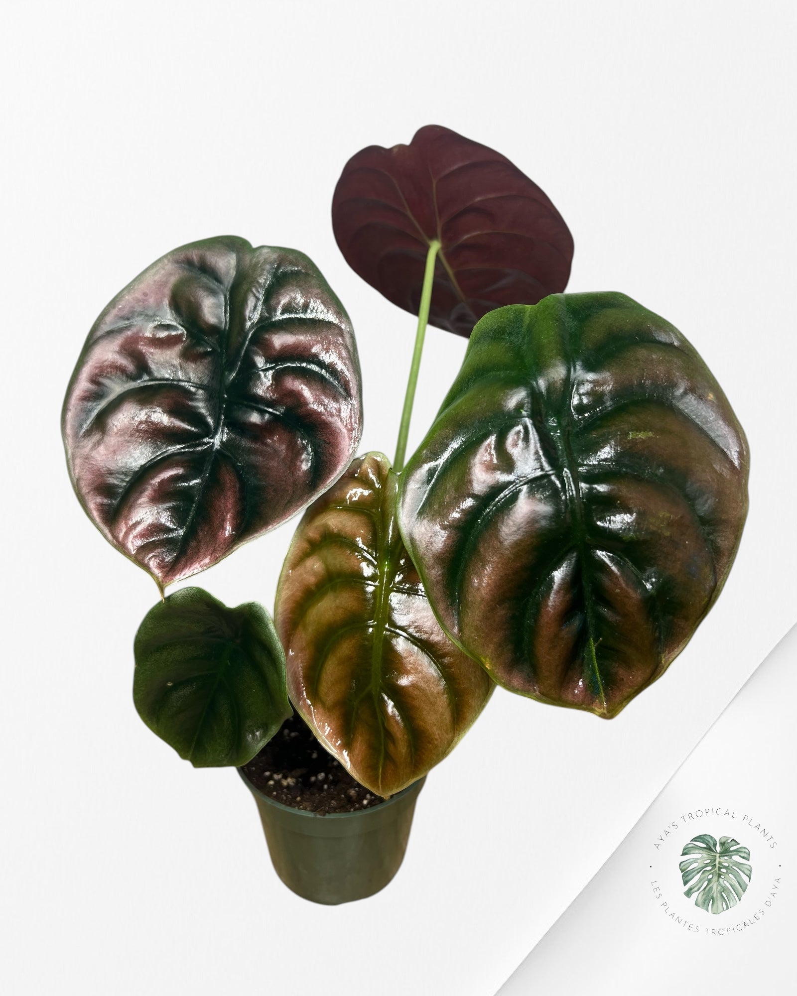Alocasia Cuprea - A6