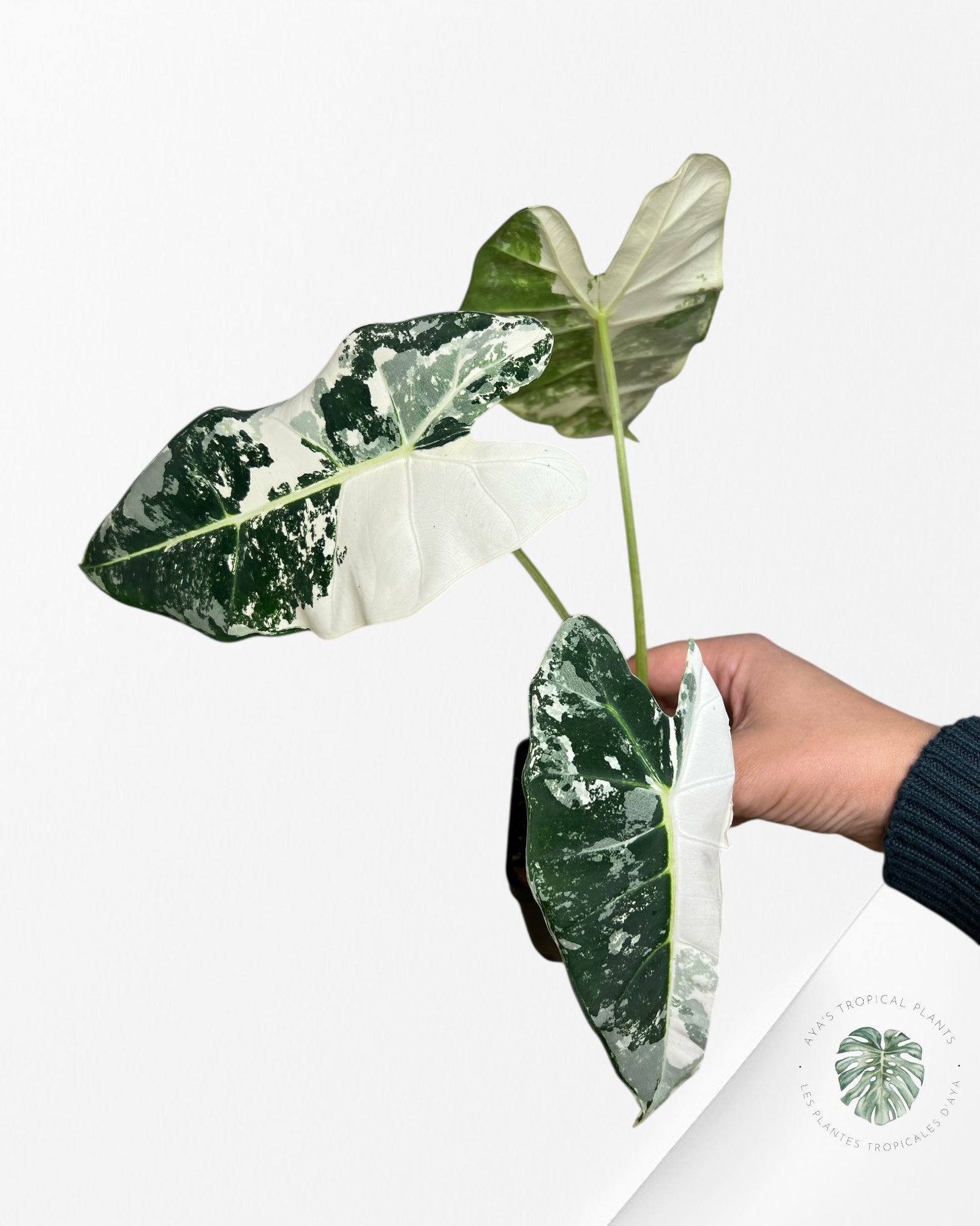 Alocasia Frydek Variegated - 90