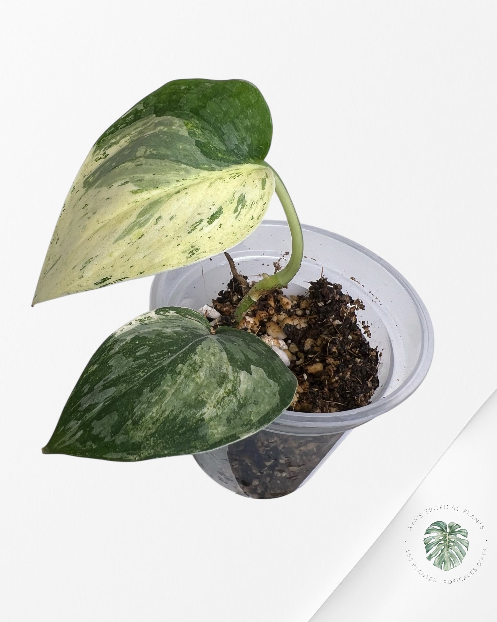 Scindapsus Sadewa - SS01