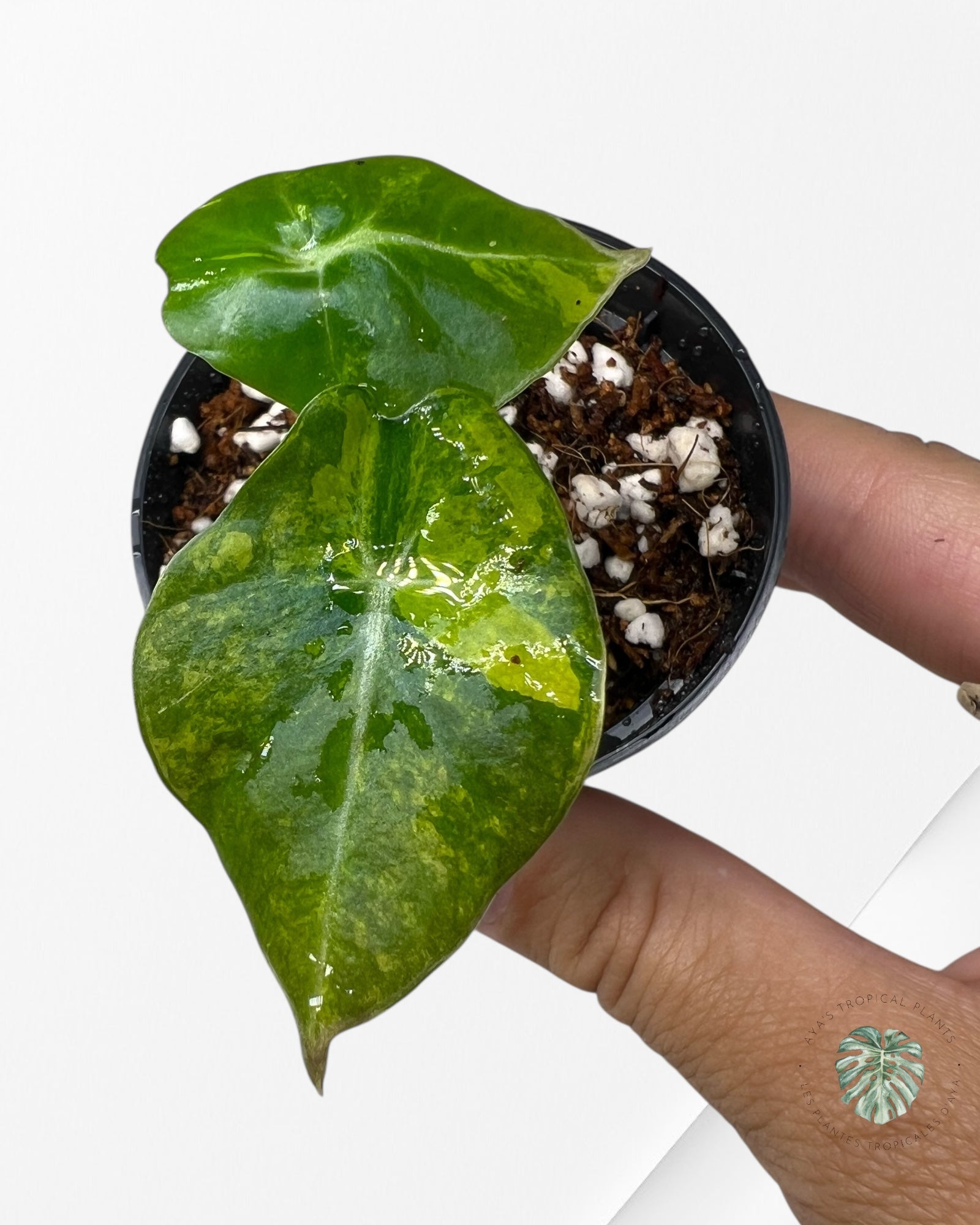 Alocasia Black Velvet Aurea (GOLD) Variegated - 2