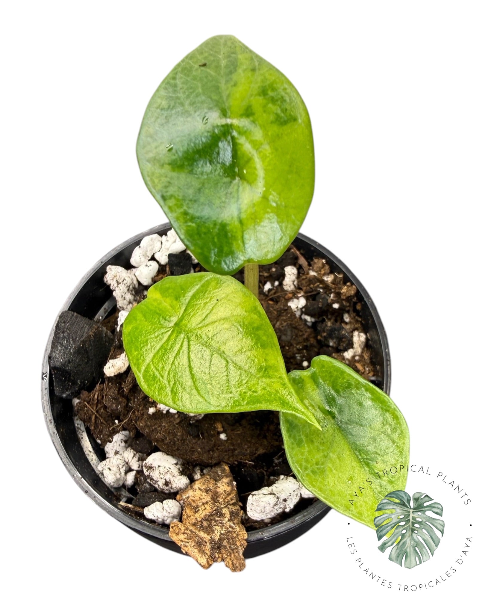 Alocasia Scalprum Aurea Variegated