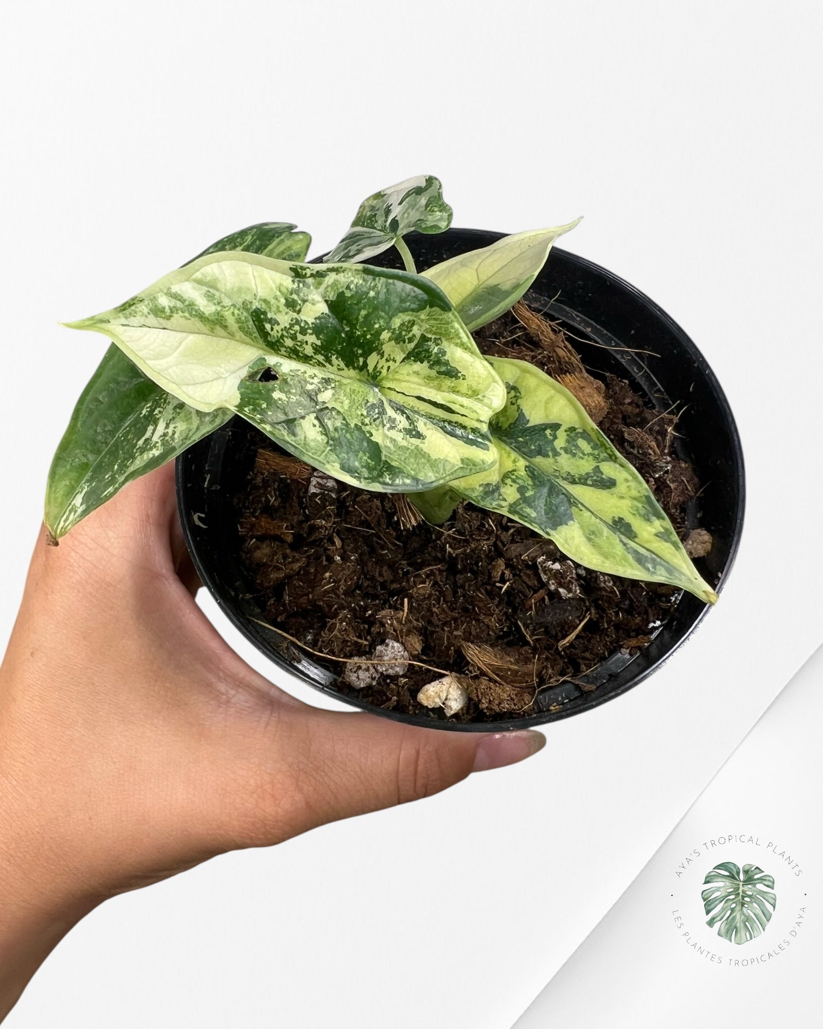 Alocasia baginda ' Dragon Scale’ variegated - F2