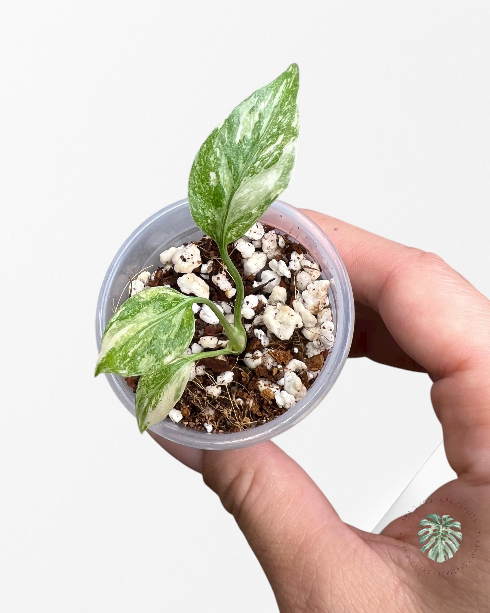 Monstera Thai Constellation Crème Brulée| Rare TC Plant | Aya's Tropical Plants