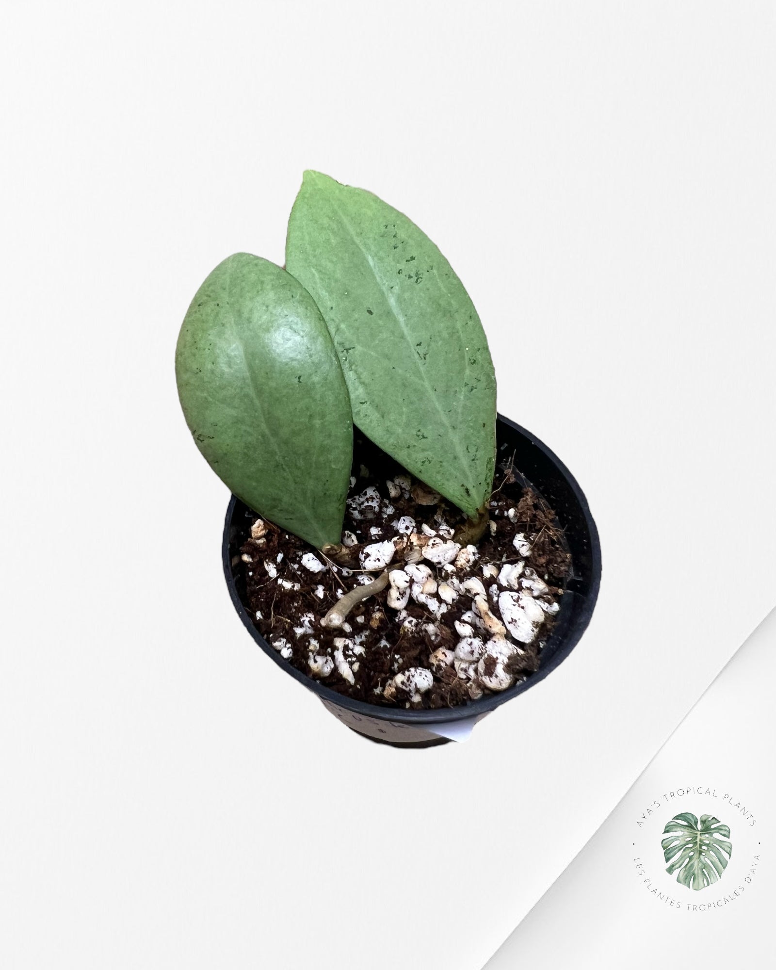 Hoya erythrostemma (Silver) - ST2