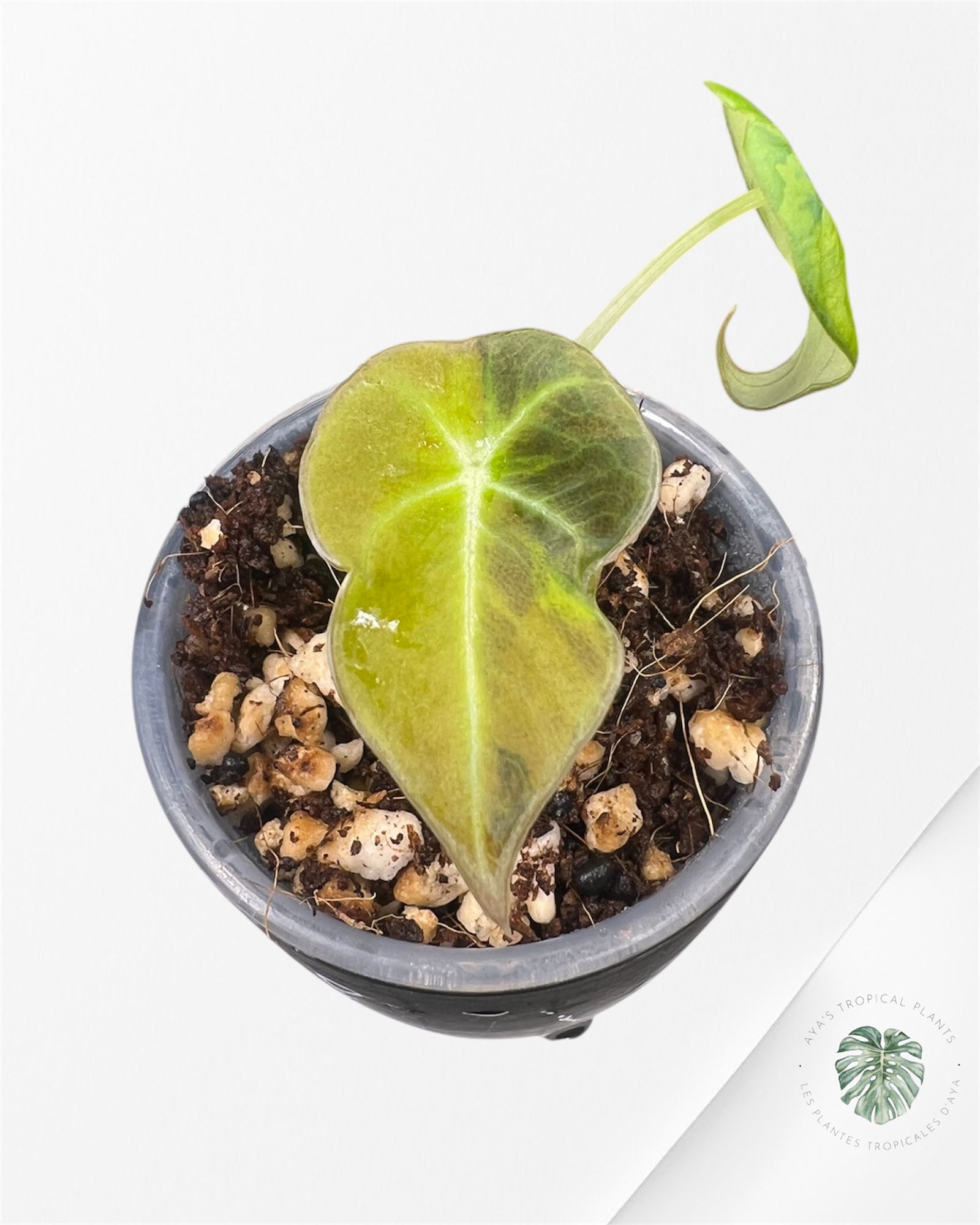 Alocasia Black Velvet Aurea Variegated