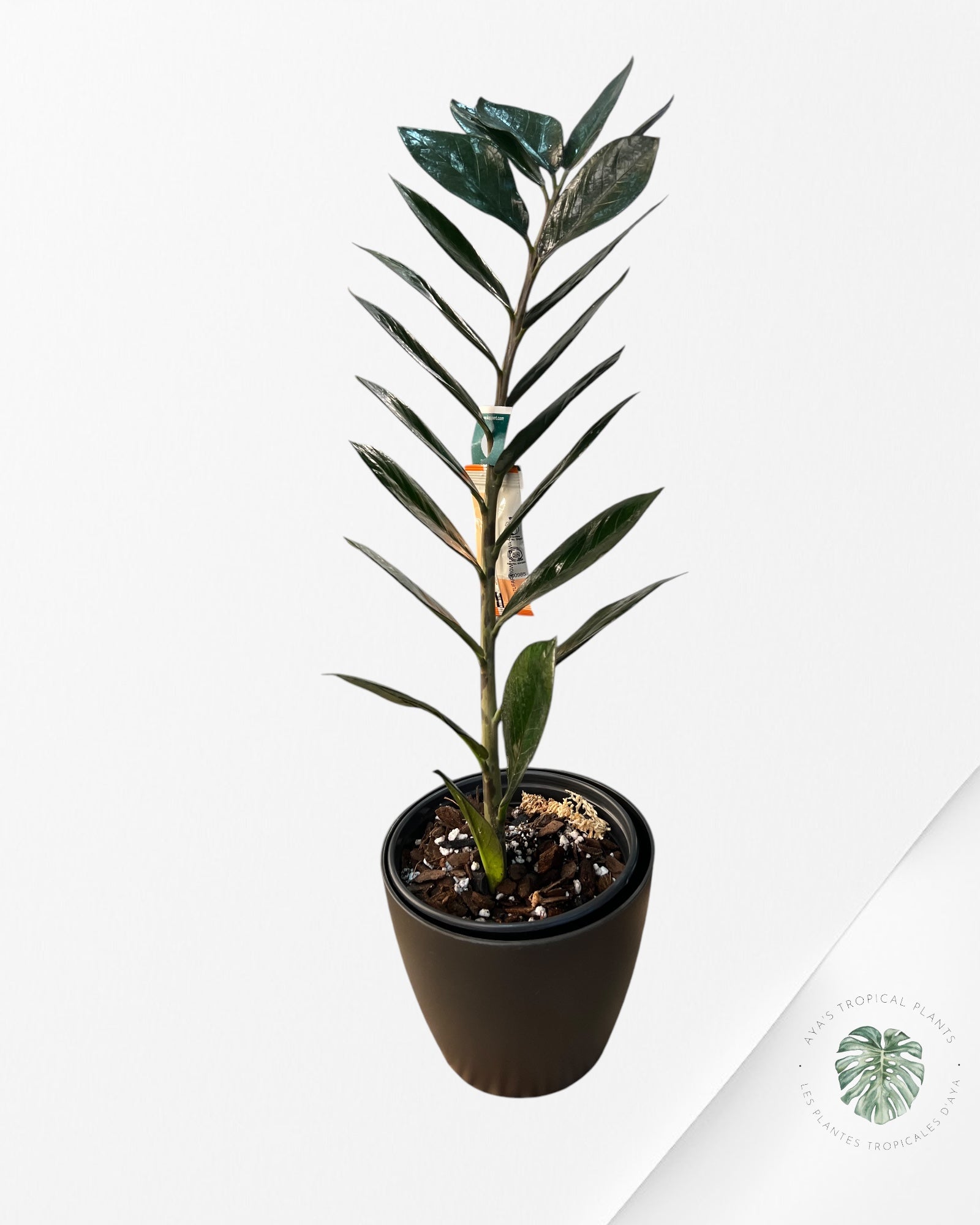 Plant pot (cache pot) 14 cm black mate