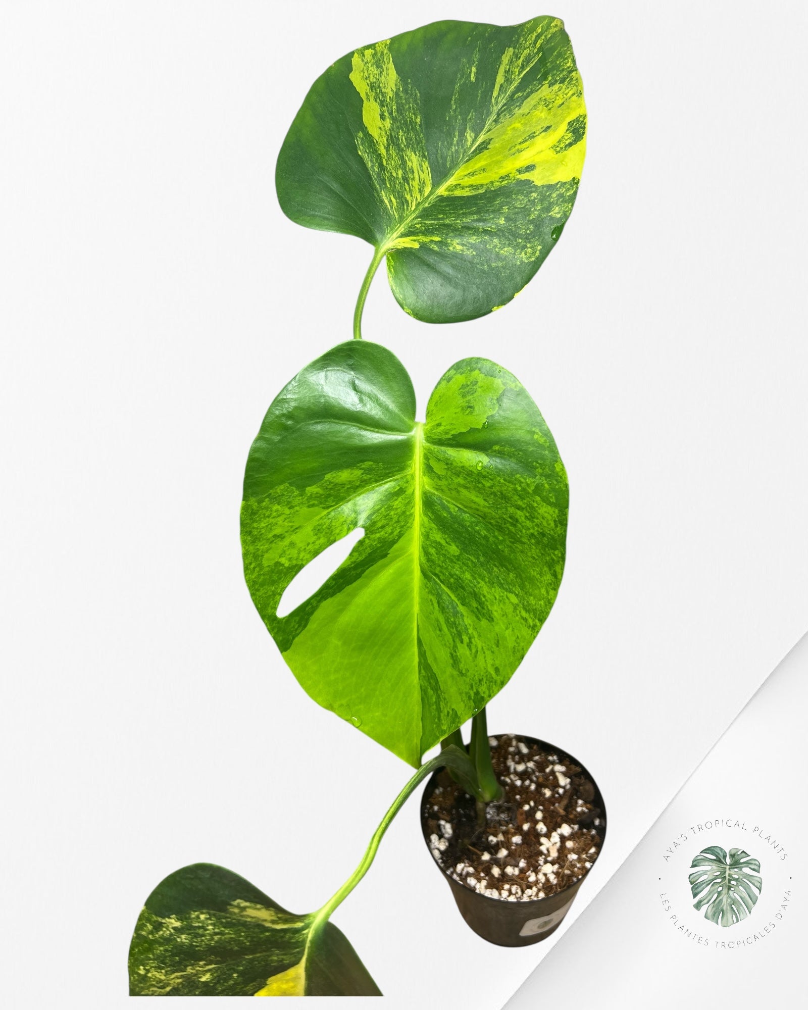 Monstera Deliciosa Yellow 'Marilyn' variegated - 8