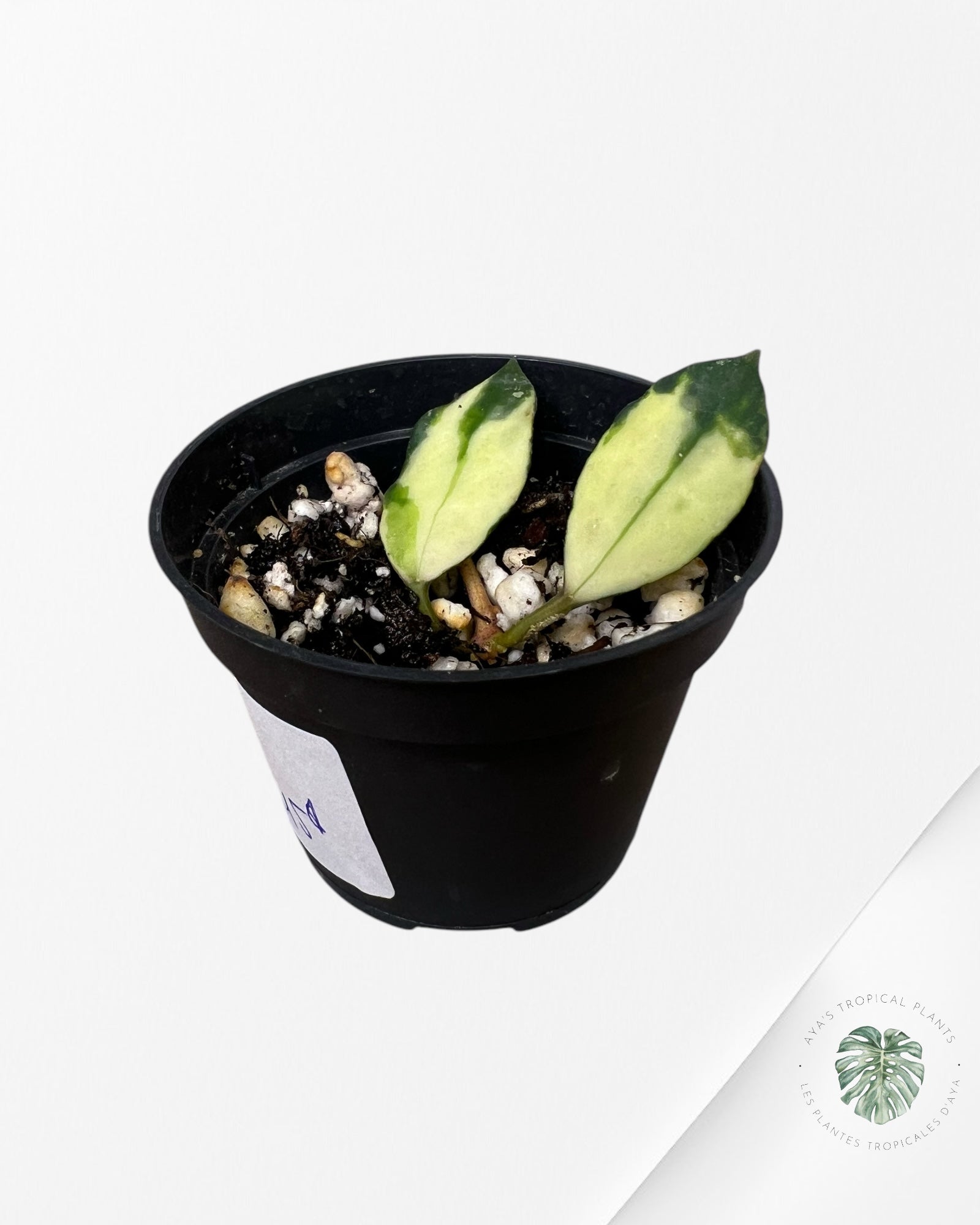 Hoya Lacunosa Minara - LM1
