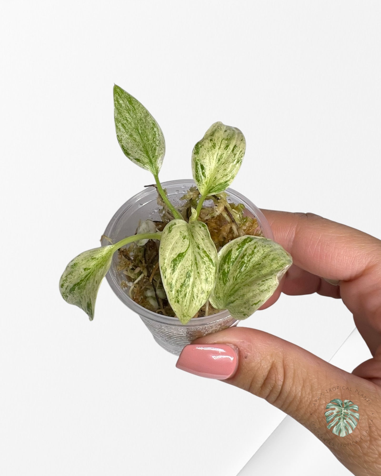 Homalomena rubescens "Mint" variegated - TC2