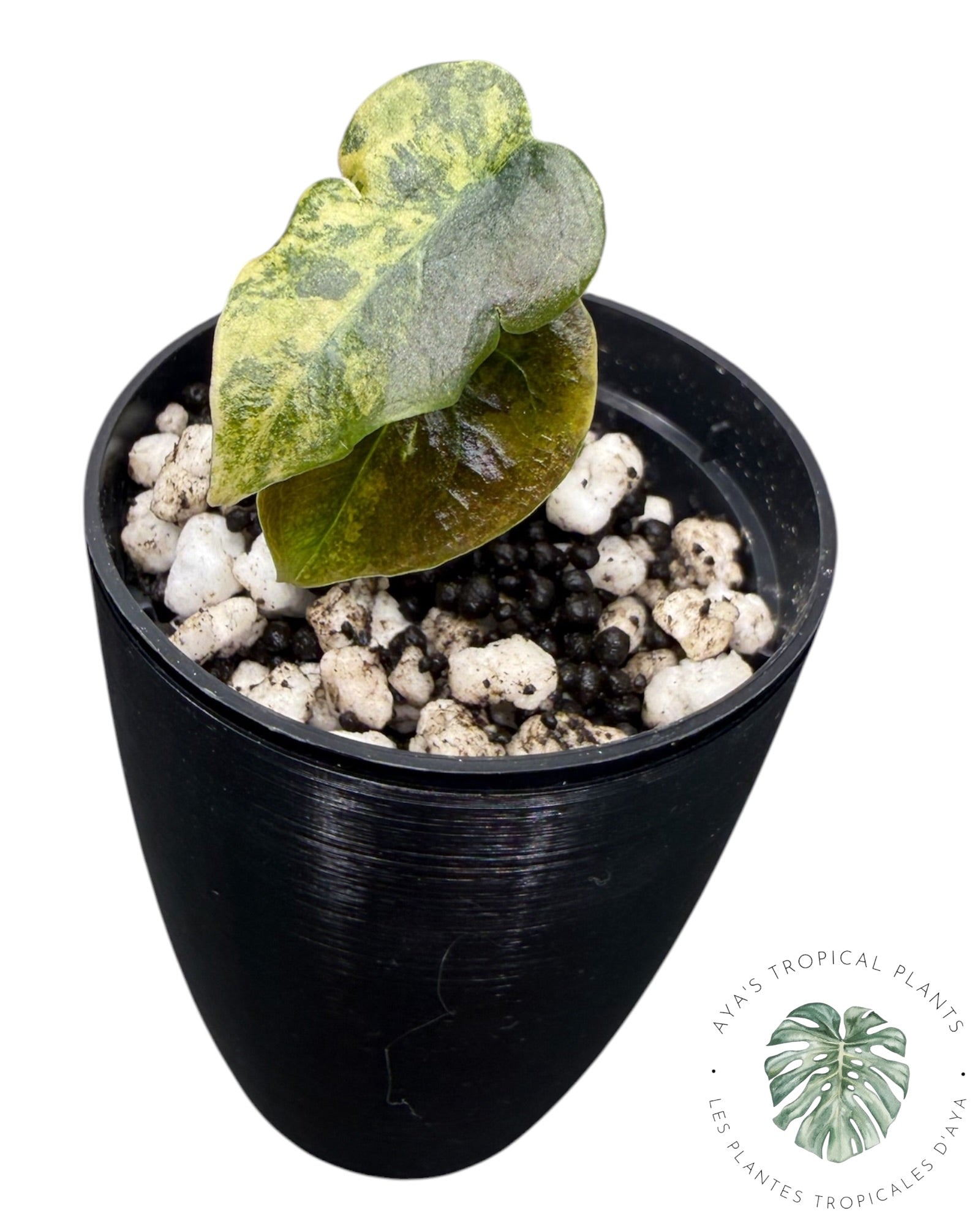 Alocasia Cuprea Golden Latte