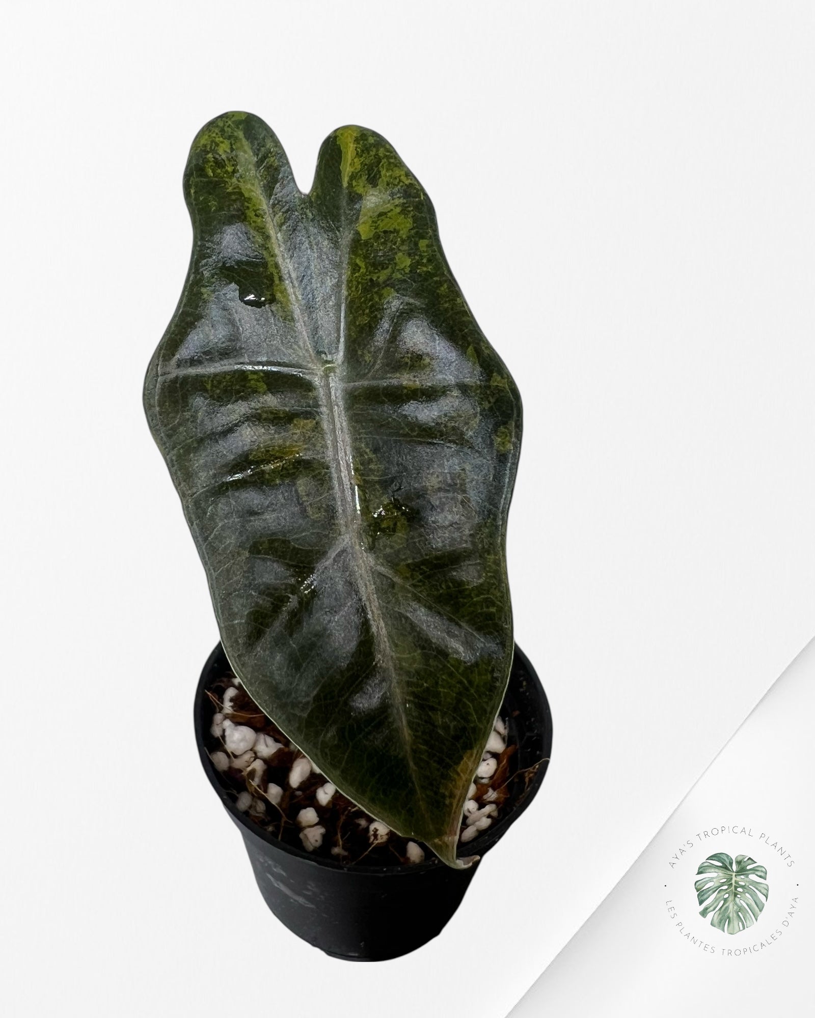 Alocasia Pseudo Sanderiana Variegated (Aurea) - 1