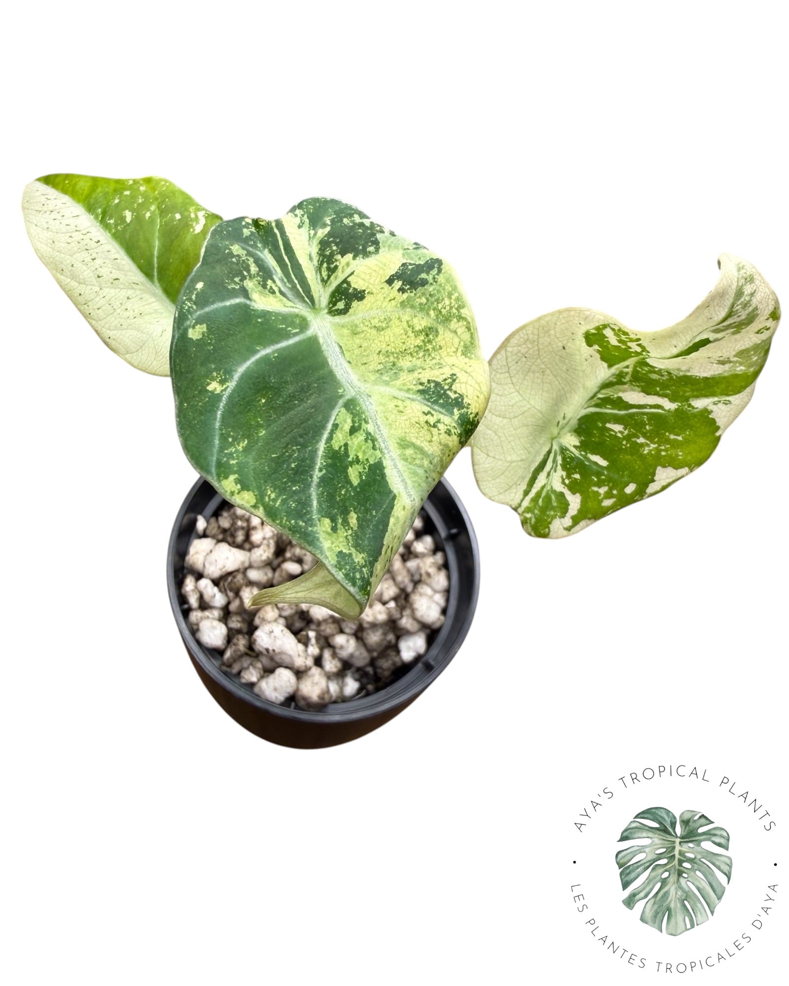 Alocasia Black Velvet Snowflake Variegated